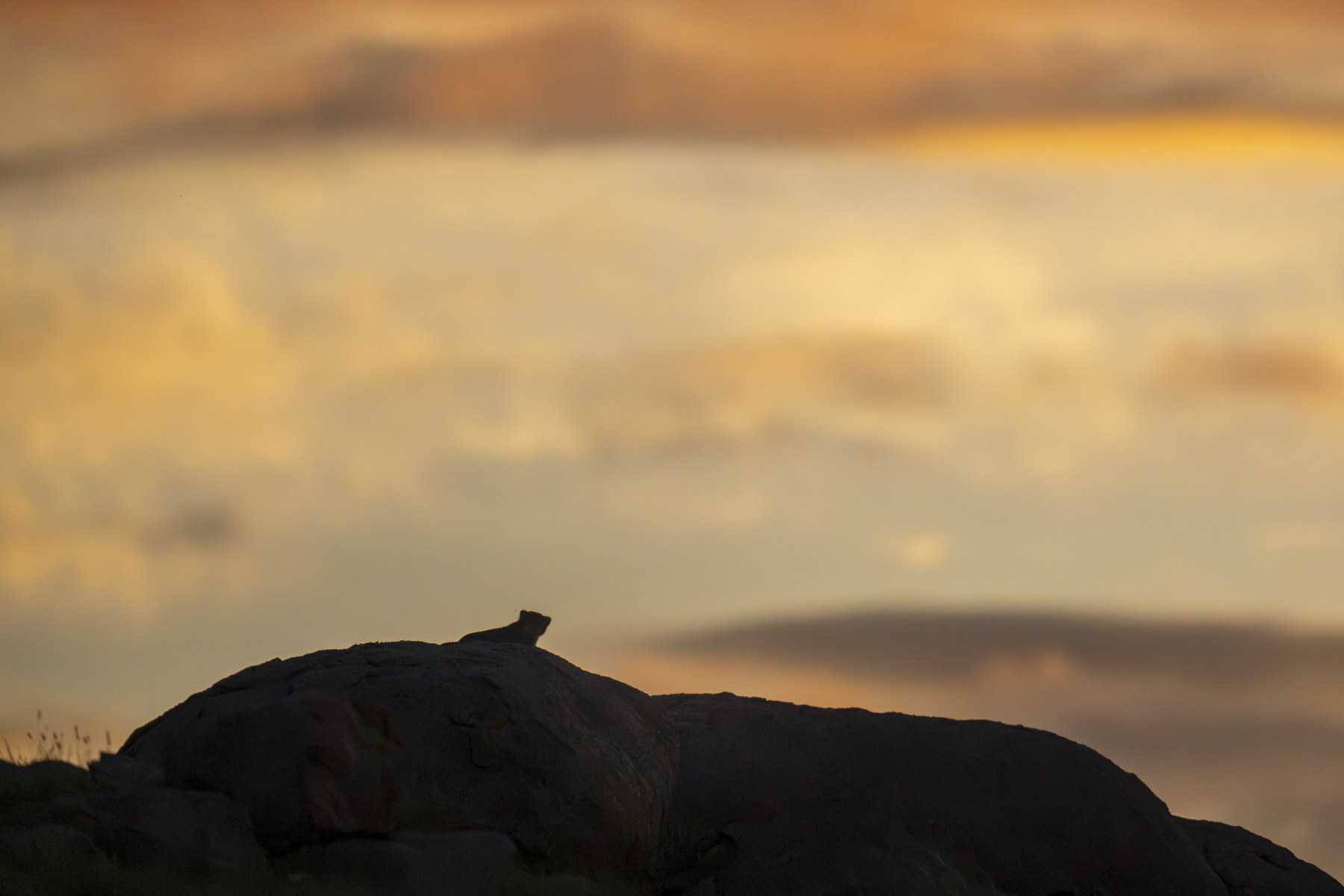 Pallas's Cat at sunset (image by Mark Beaman)