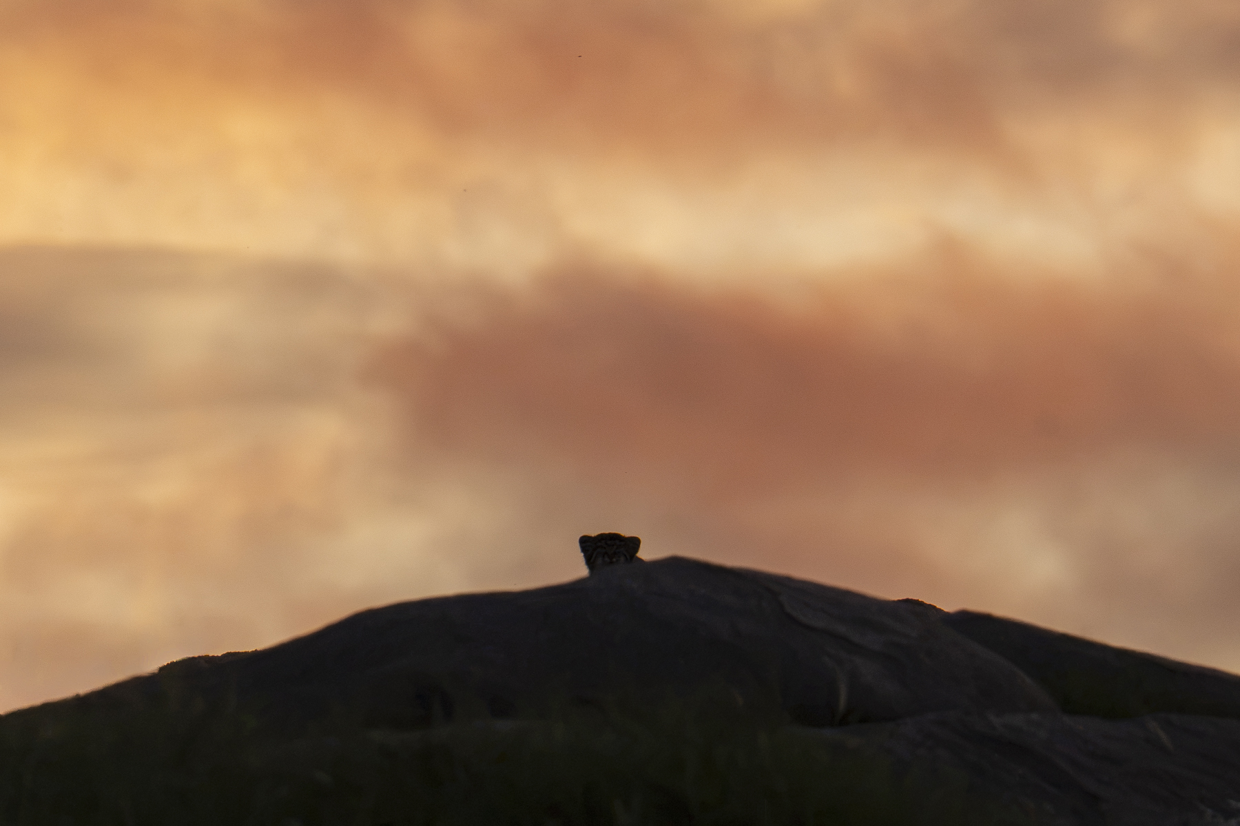 Pallas's Cat at sunset (image by Mark Beaman)