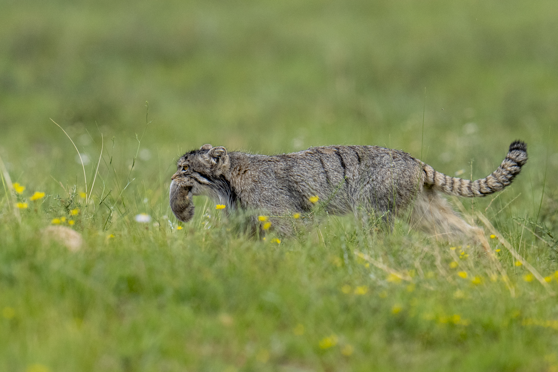 Pallas's Cat mother bringing a Brandt's Vole to her kittens (image by Mark Beaman)