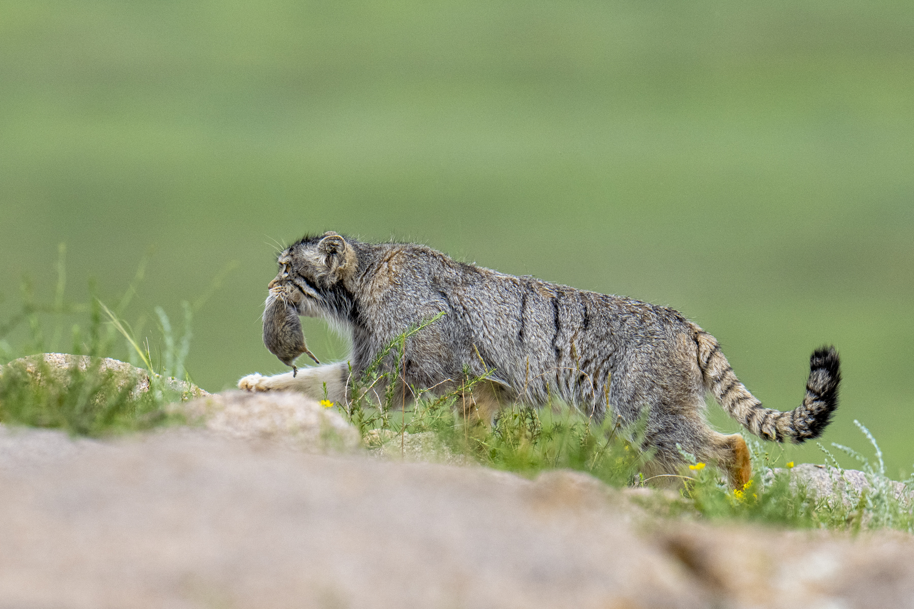 Pallas's Cat mother bringing a Brandt's Vole to her kittens (image by Mark Beaman)