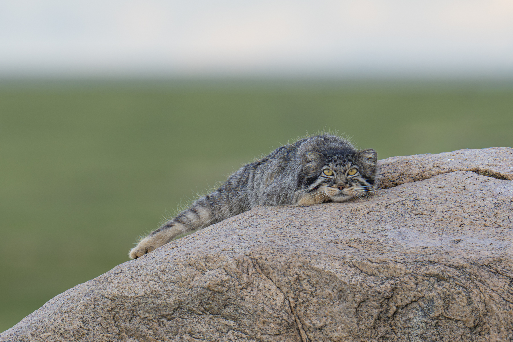Pallas's Cat (image by Mark Beaman)