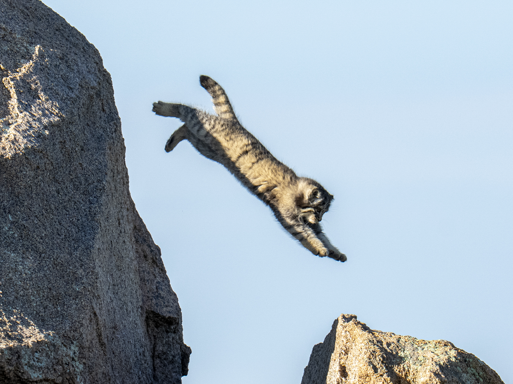 Pallas's Cat kitten 'in flight' (image by Mark Beaman)