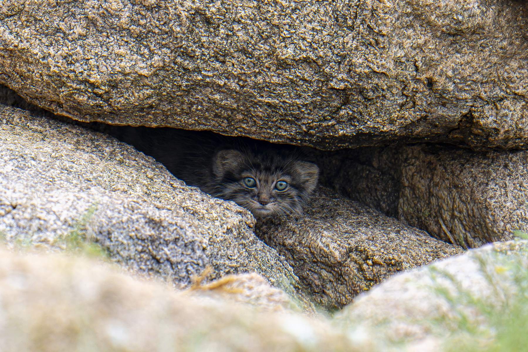 Pallas's Cat kittens have blue-green eyes when very young (image by Mark Beaman)