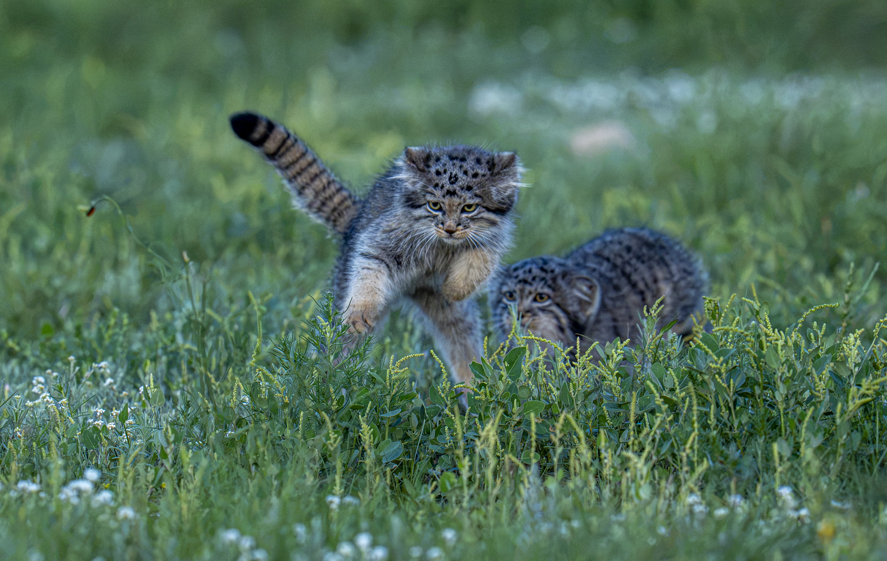 Pallas's Cat kittens playing (image by Mark Beaman)