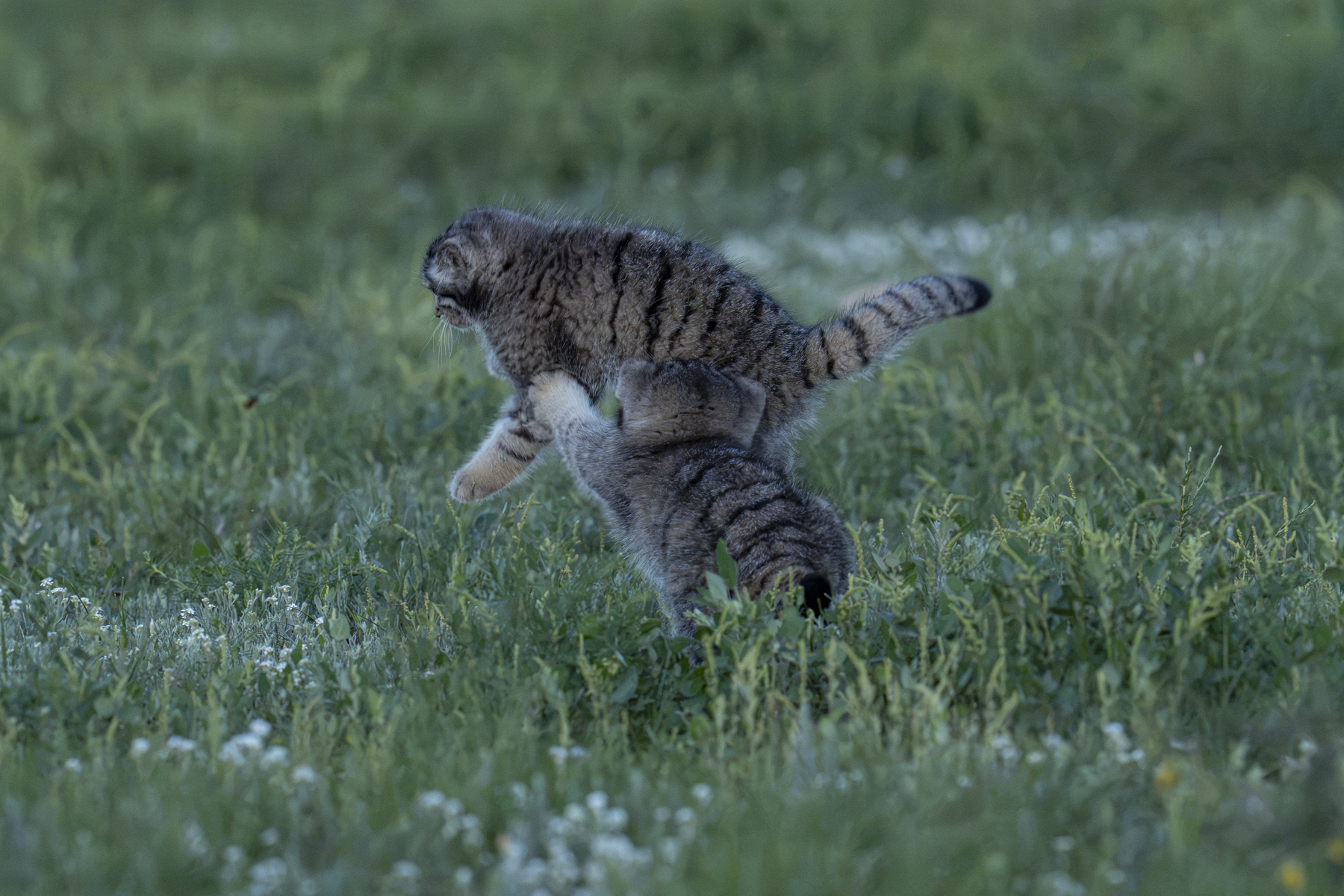 Pallas's Cat kittens (image by Mark Beaman)