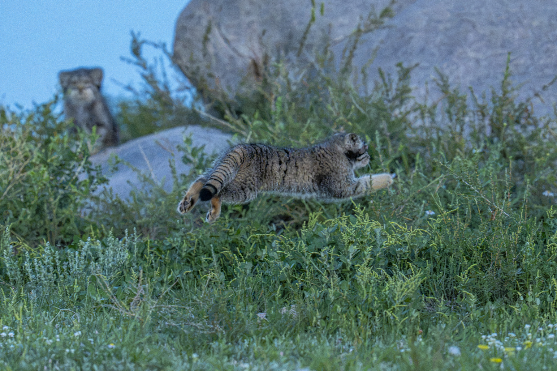 Pallas's Cat kittens (image by Mark Beaman)