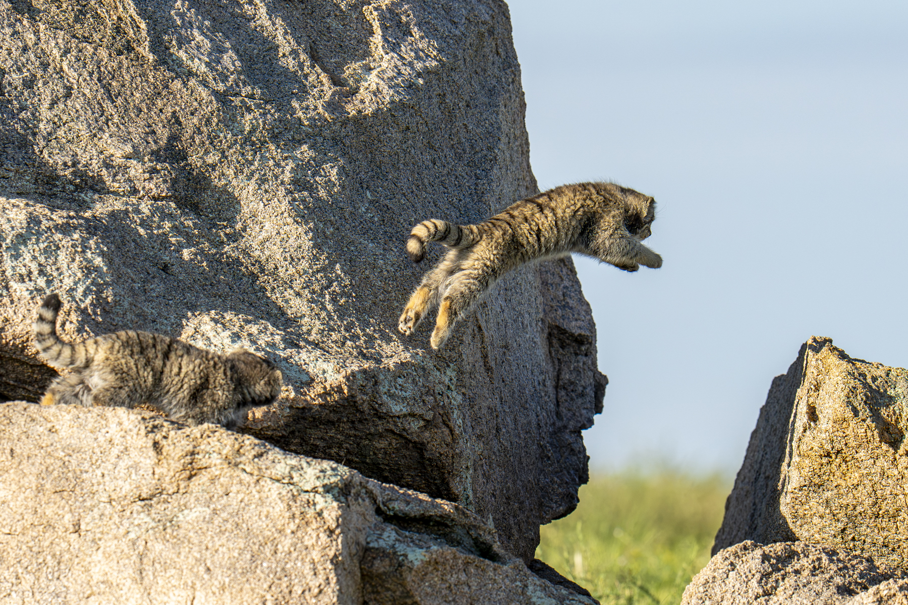 Pallas's Cat kittens (image by Mark Beaman)