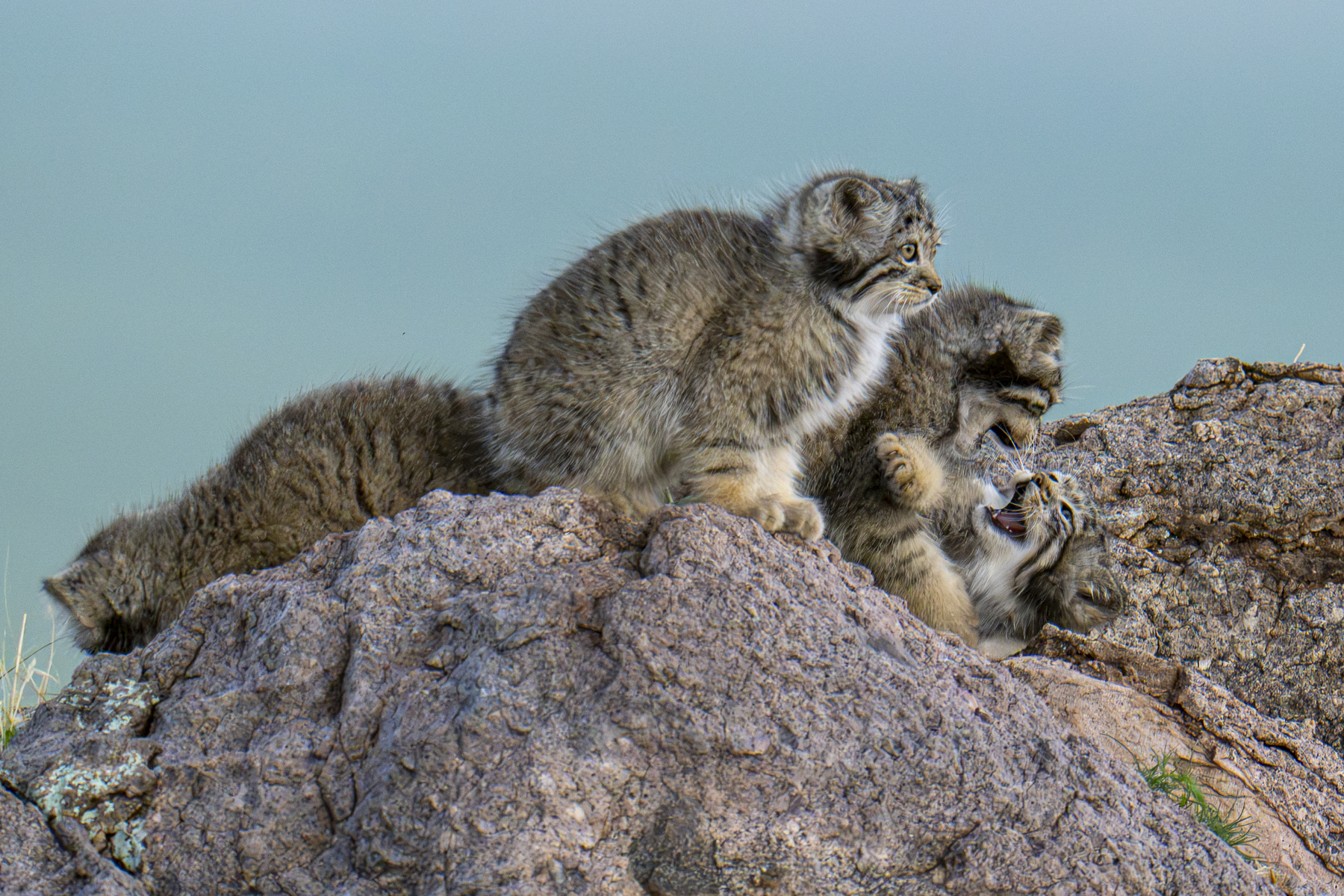 Pallas's Cat kittens (image by Mark Beaman)