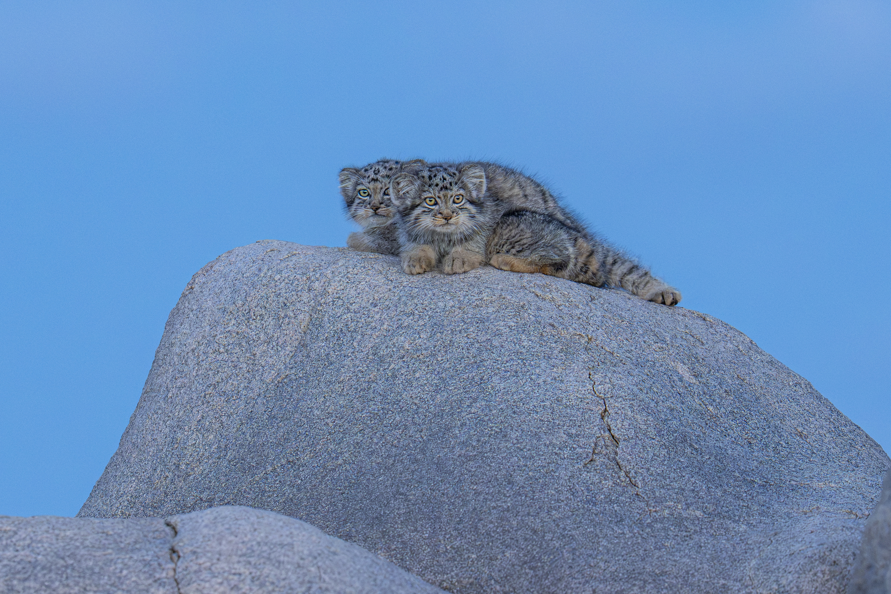 Pallas's Cat kittens (image by Mark Beaman)