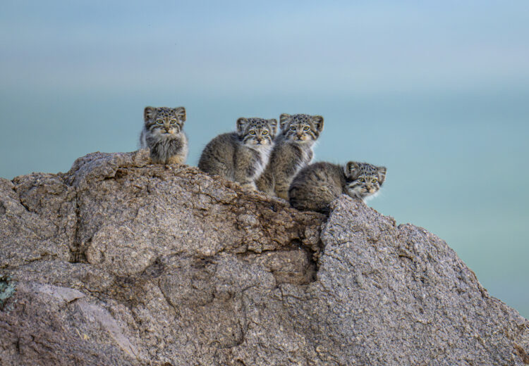 Pallas's Cat kittens (image by Mark Beaman)