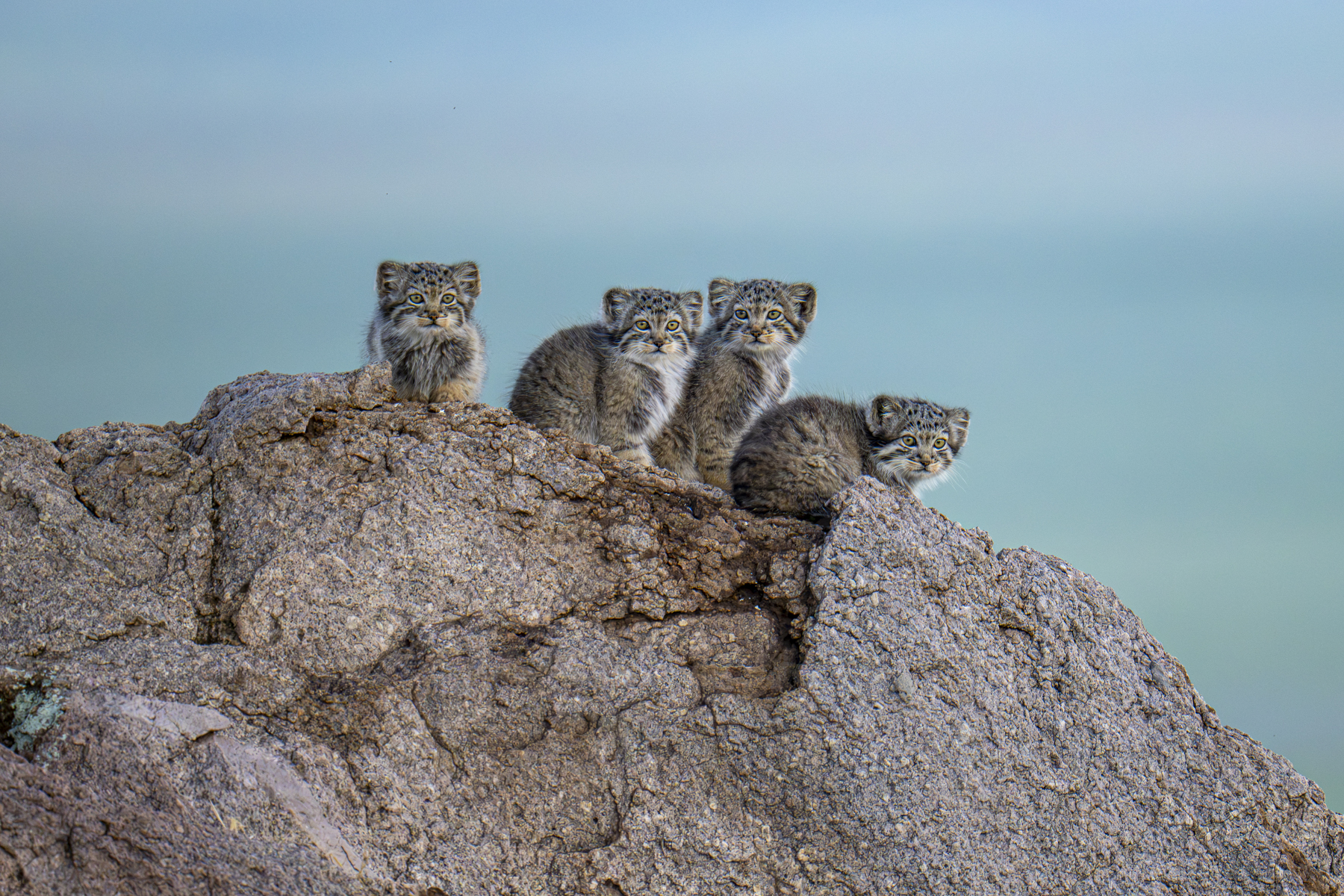 Pallas's Cat kittens (image by Mark Beaman)