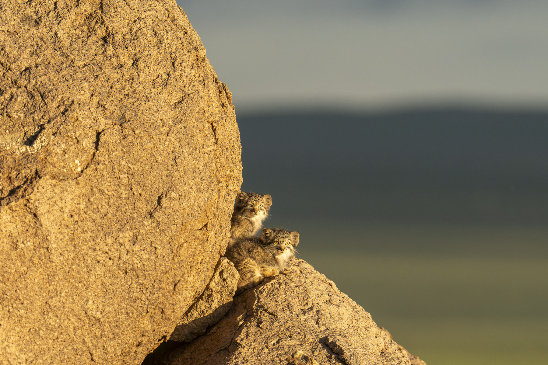 Pallas's Cat kittens (image by Mark Beaman)
