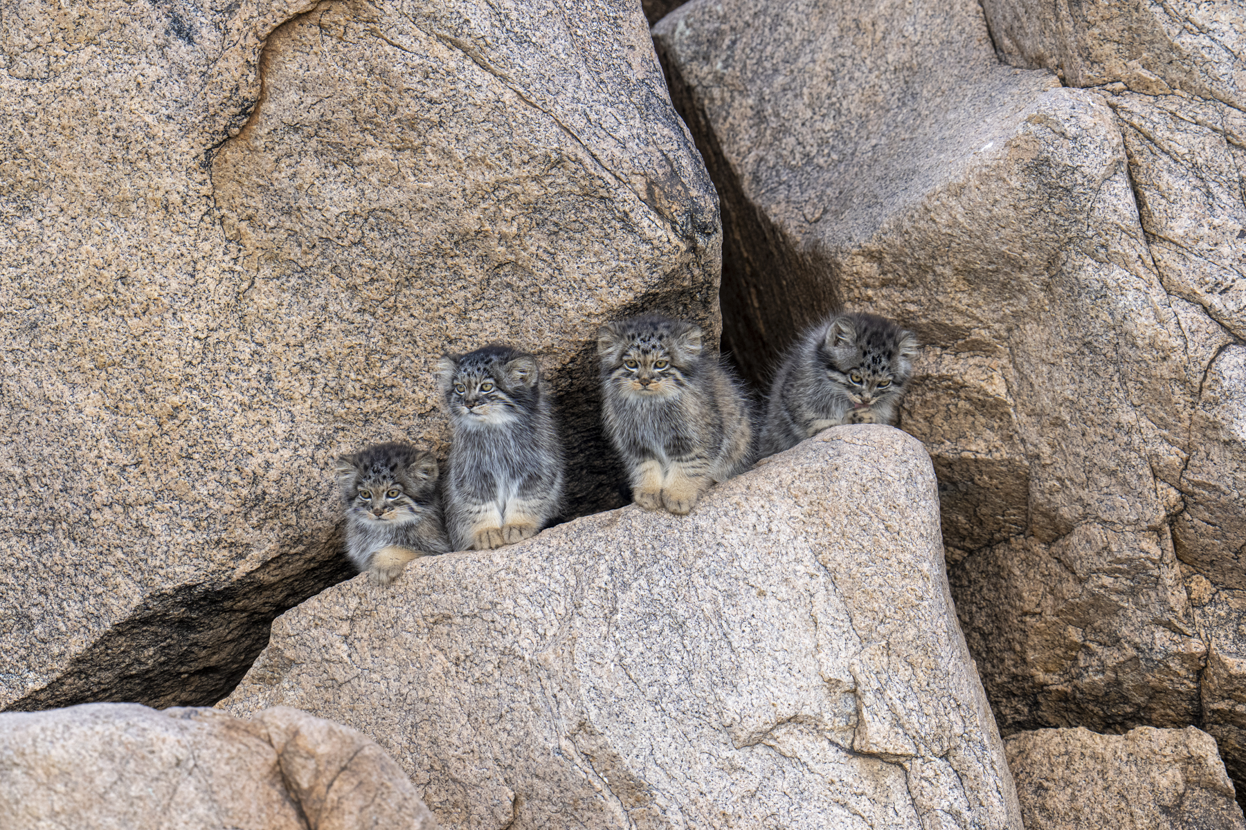 Pallas's Cat kittens (image by Mark Beaman)