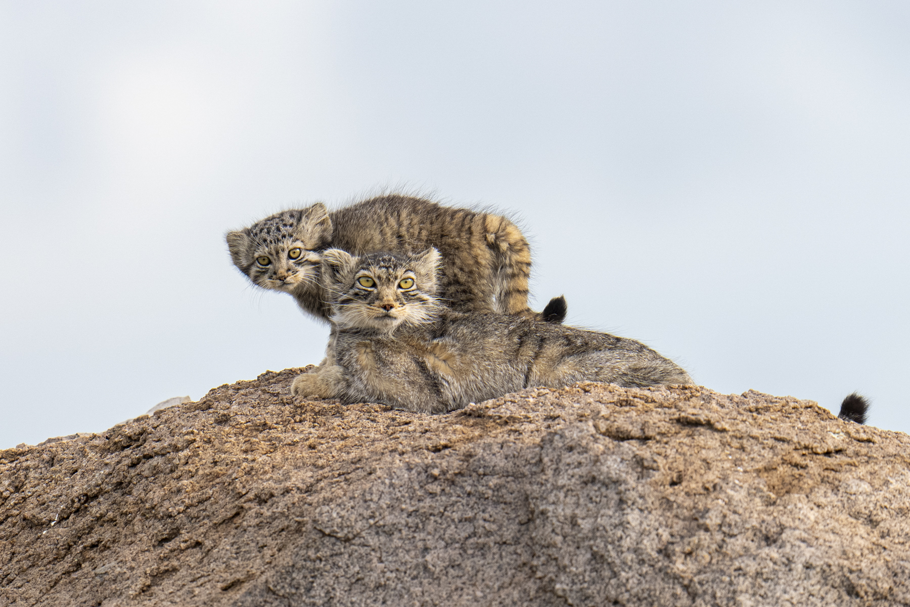 Pallas's Cat mother and kitten (image by Mark Beaman)