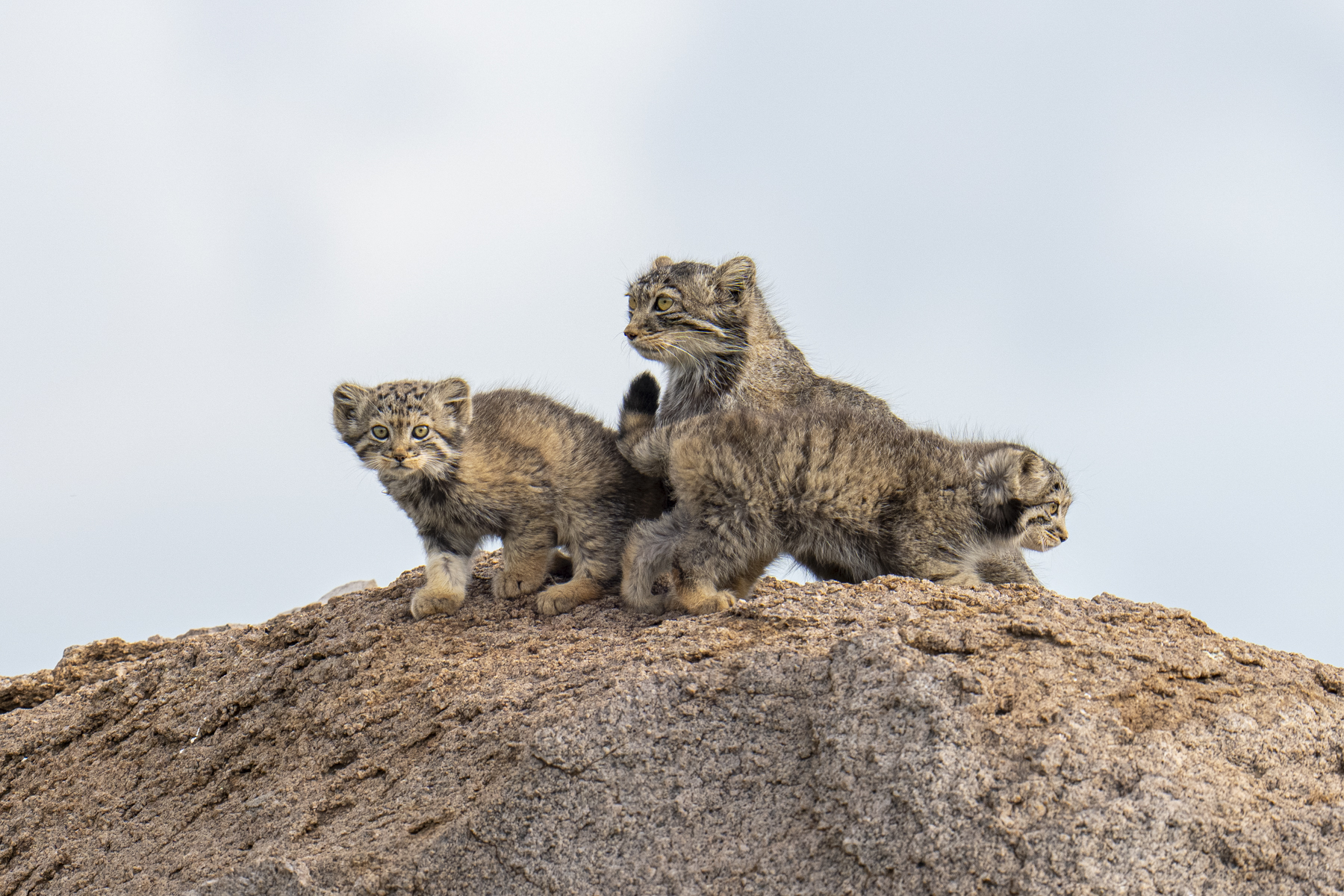 Pallas's Cat mother and kittens (image by Mark Beaman)