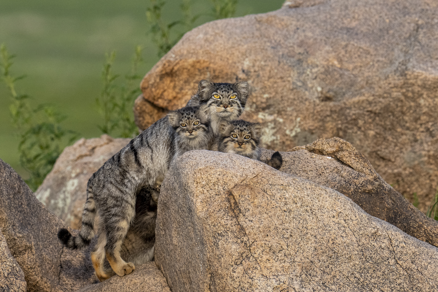 Pallas's Cat mother and kittens (image by Mark Beaman)
