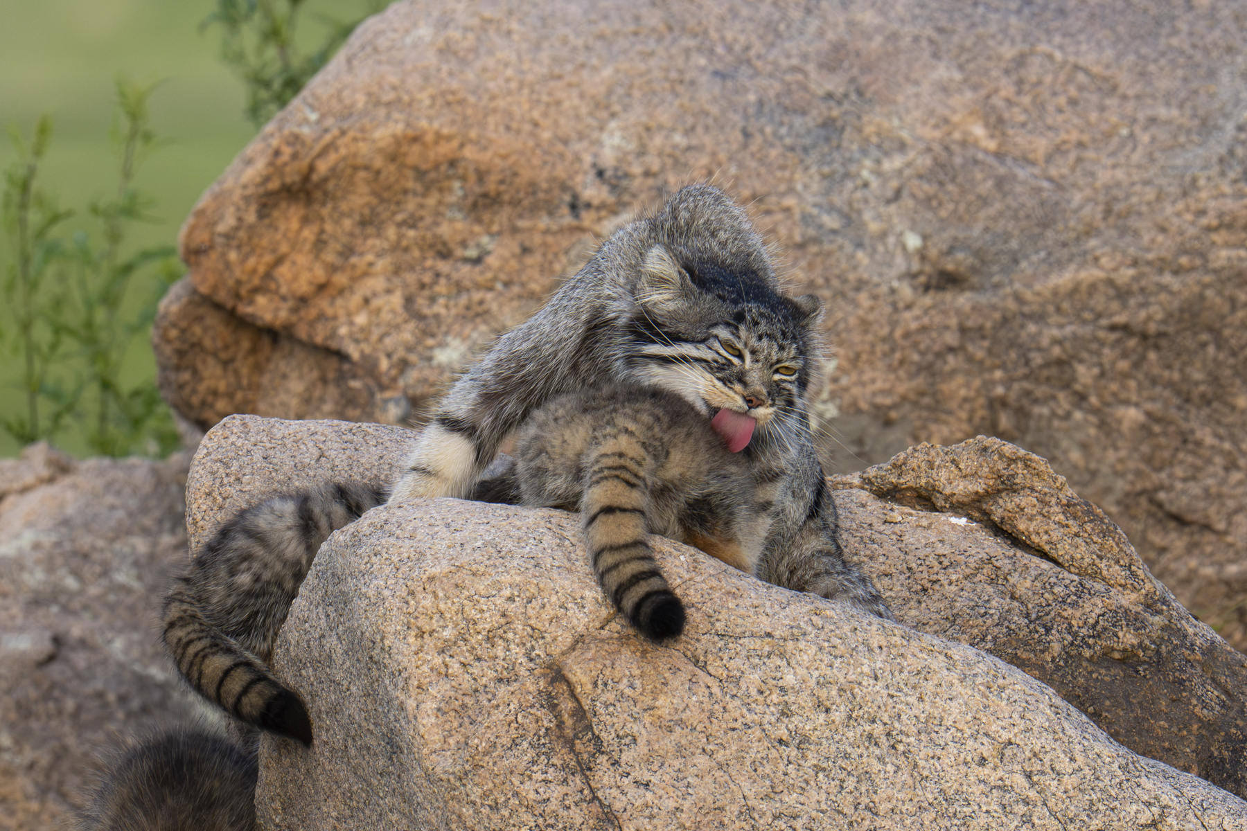 Time to wash those kittens! (image by Mark Beaman)