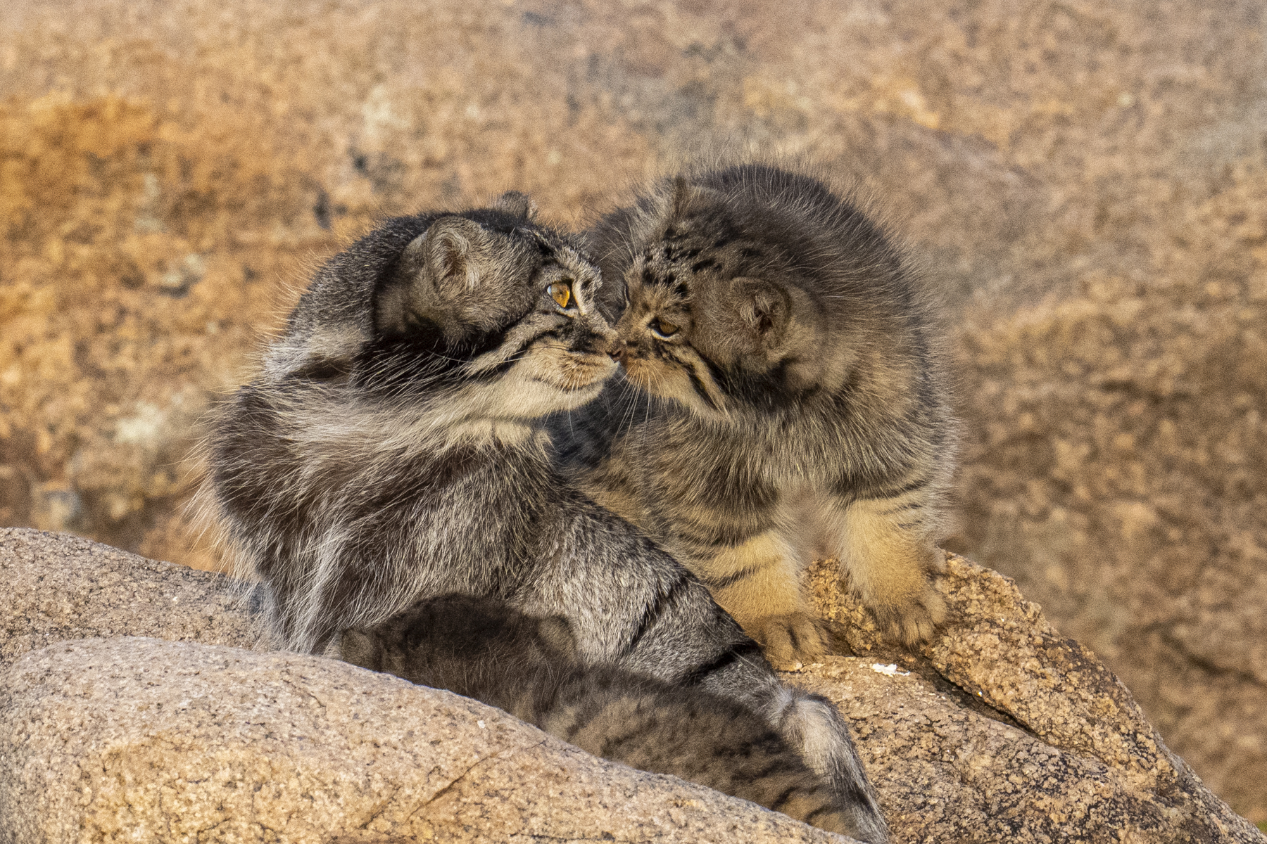 Greetings are important in the cat world (image by Mark Beaman)