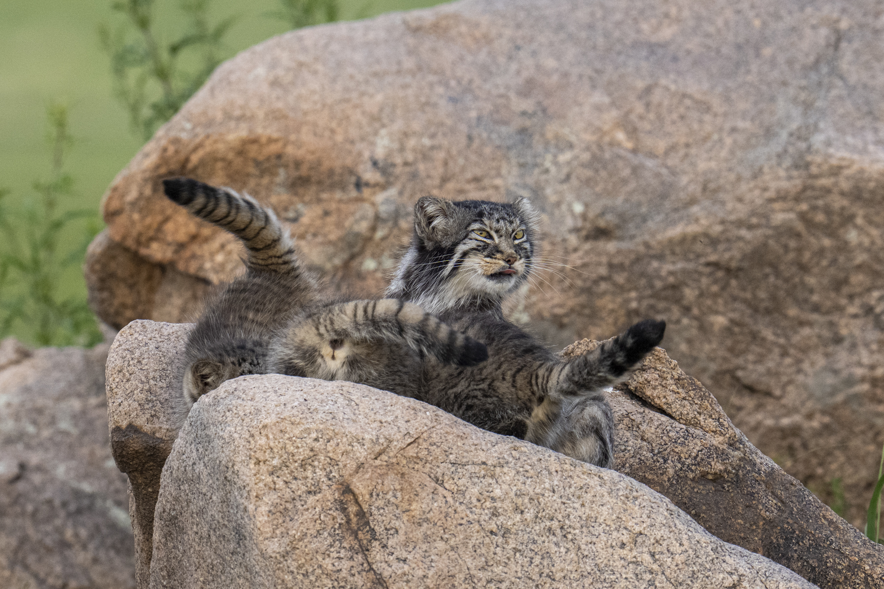 A mother Pallas's Cat suckles her kittens (image by Mark Beaman)