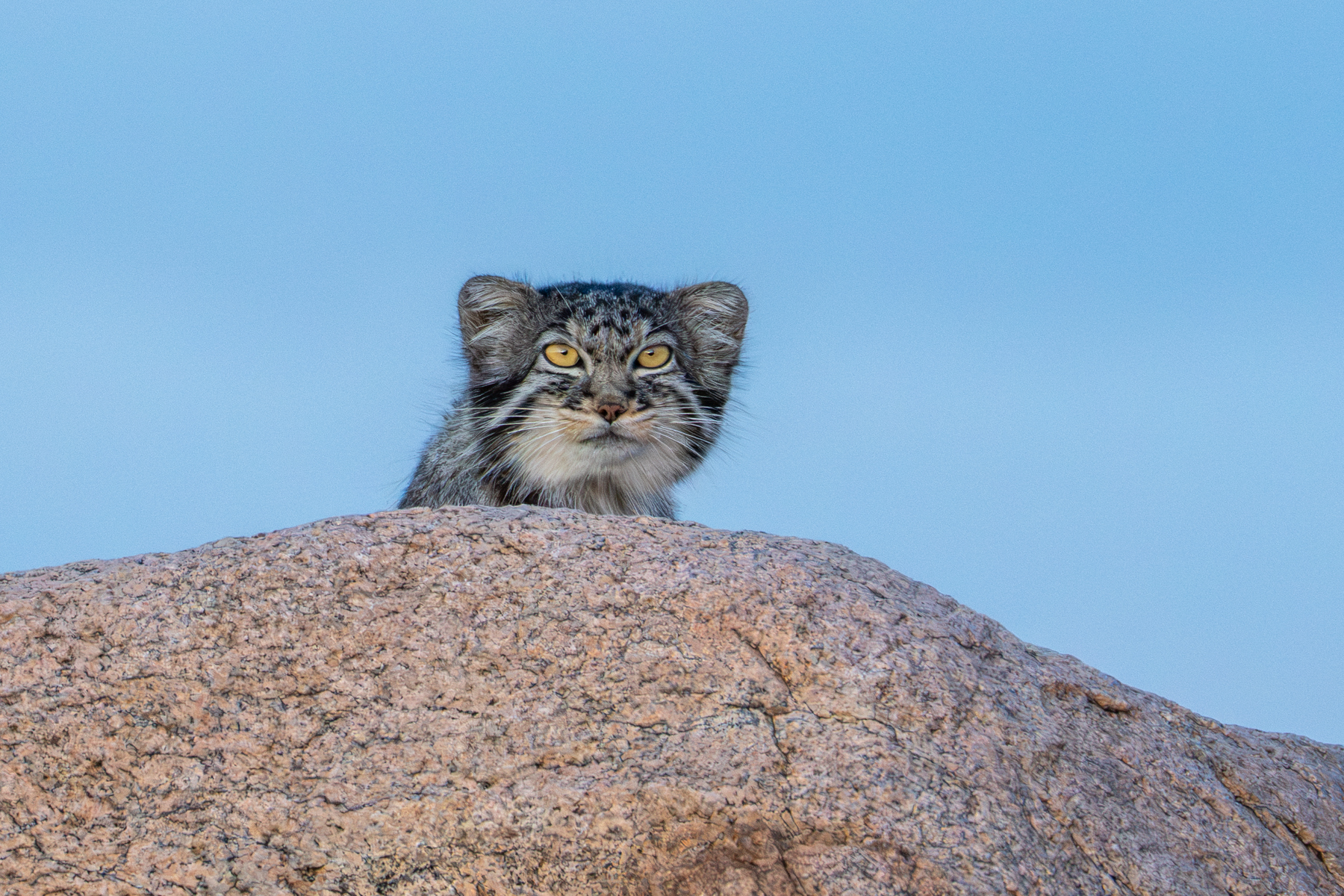 Pallas's Cat in blue hour (image by Inger Vandyke)