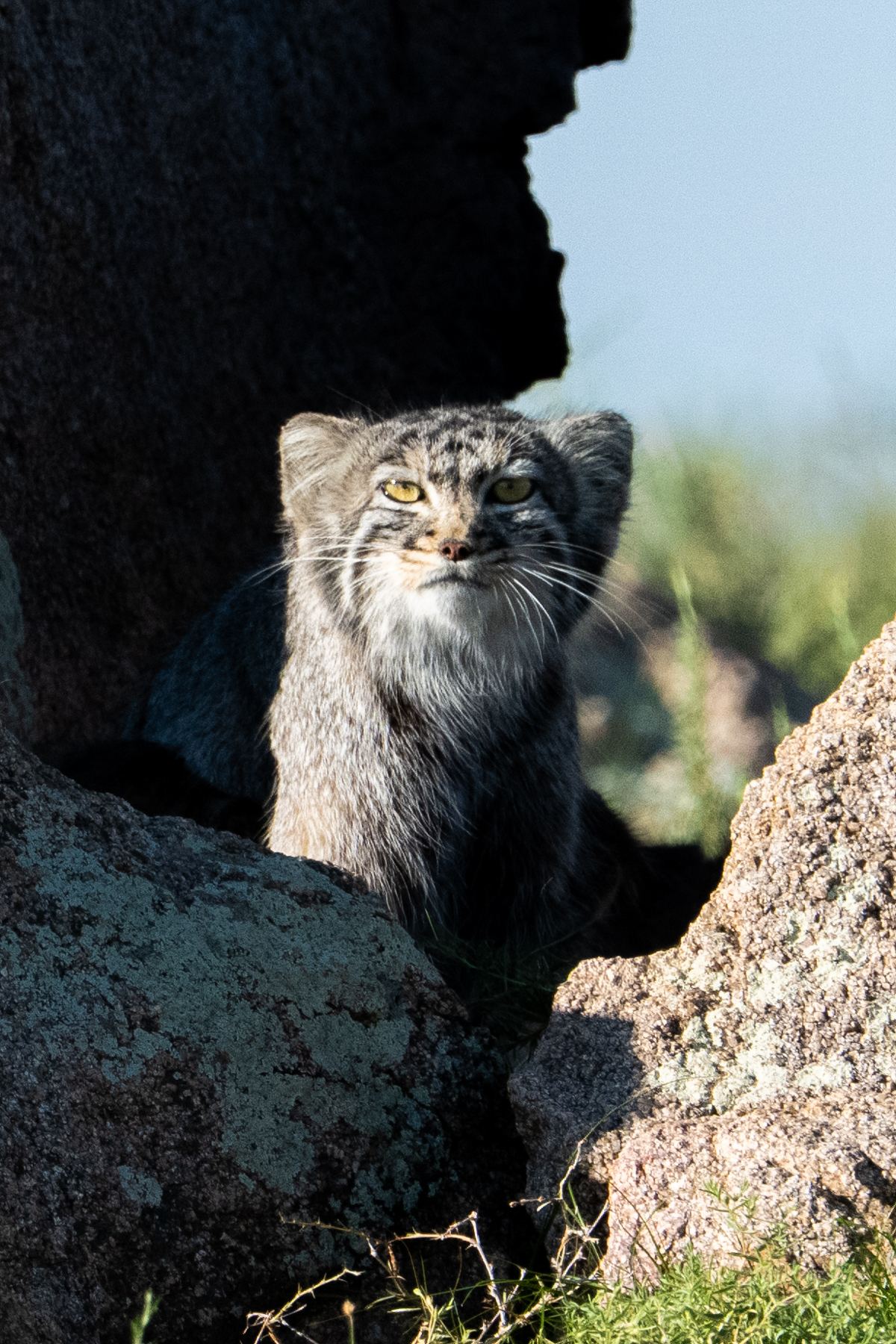 A Pallas's Cat mother enjoys the morning sun (image by Inger Vandyke)