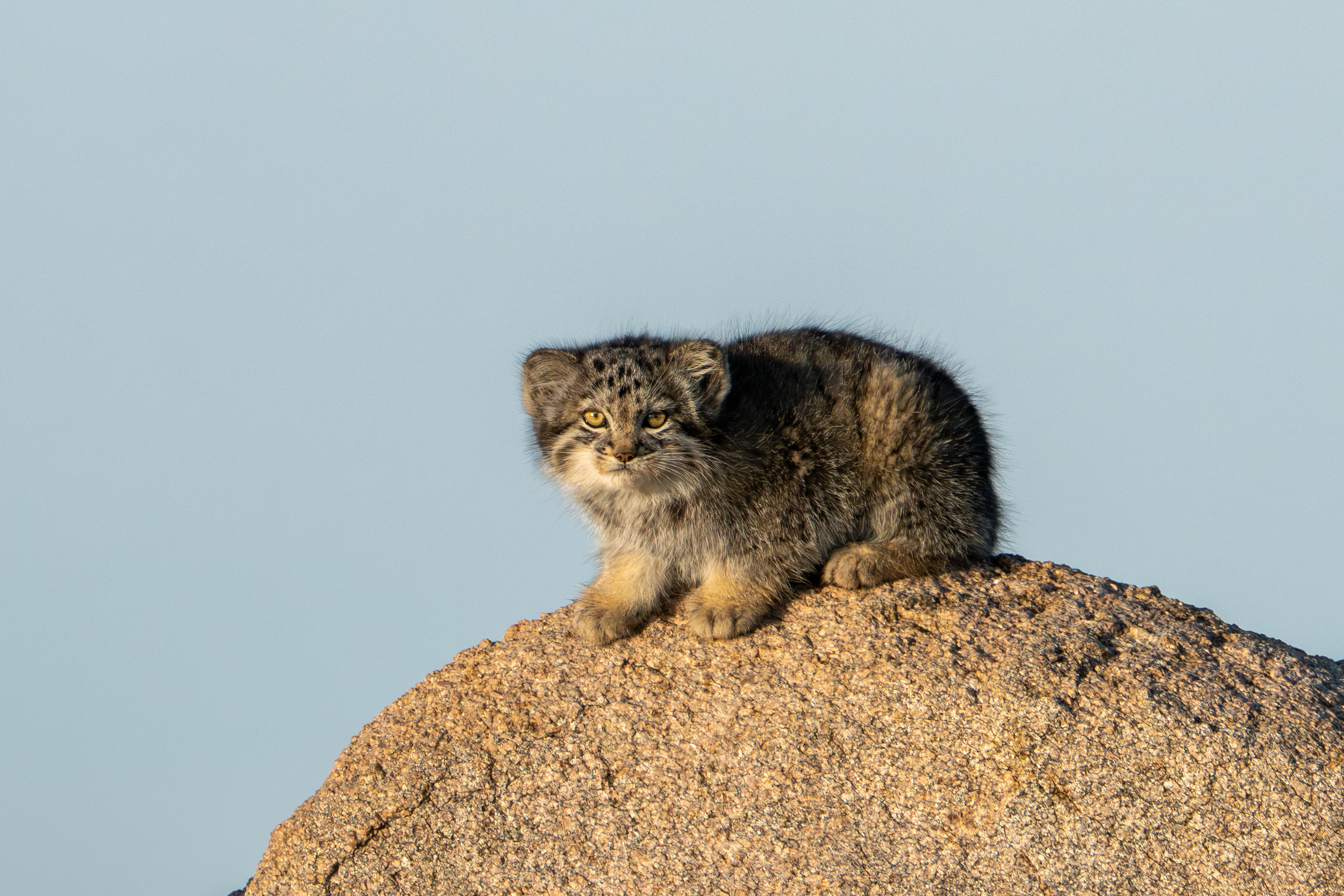 The ultimate grumpy kitten (image by Inger Vandyke)