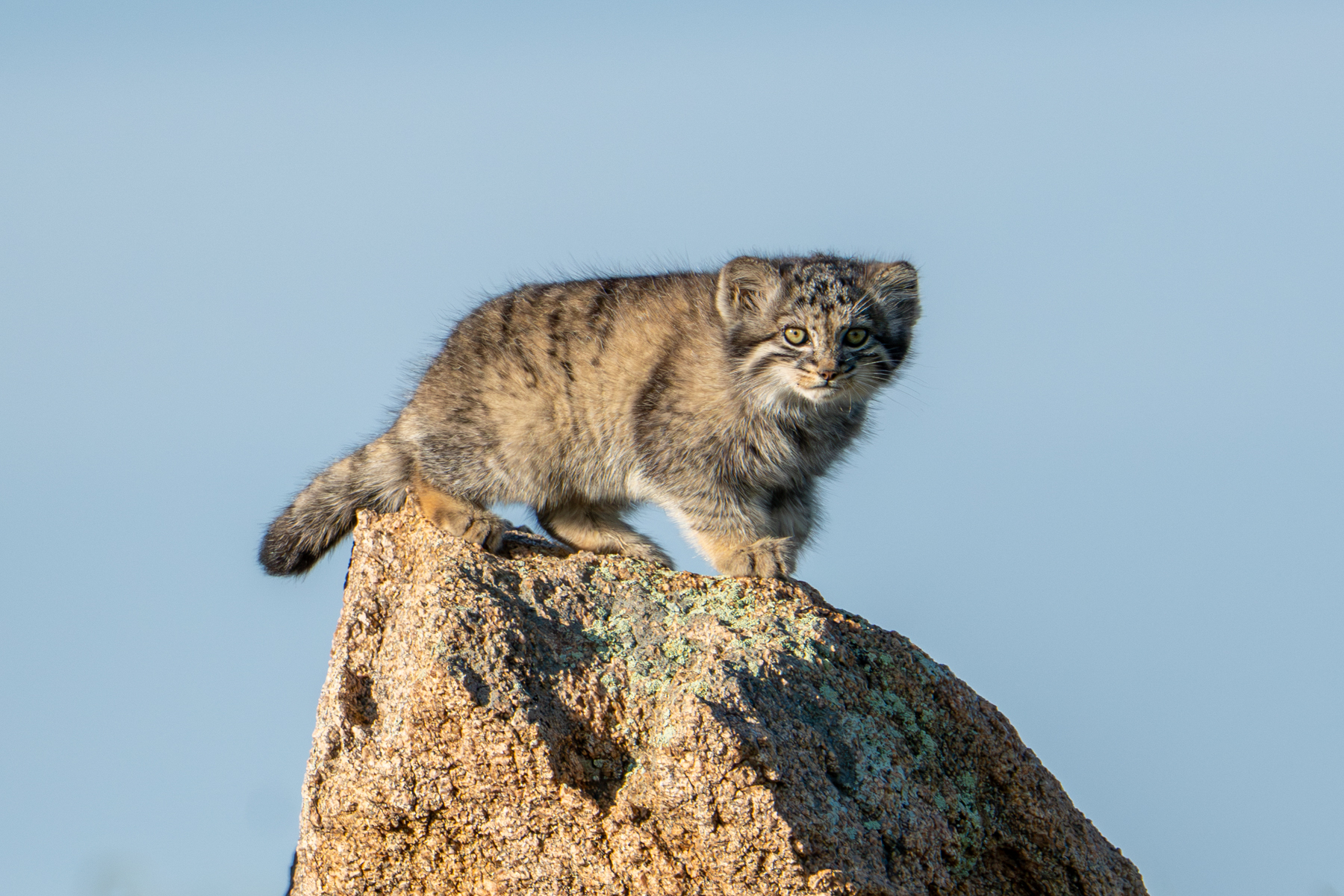 Pallas's Cat kitten king of the rock (image by Inger Vandyke)