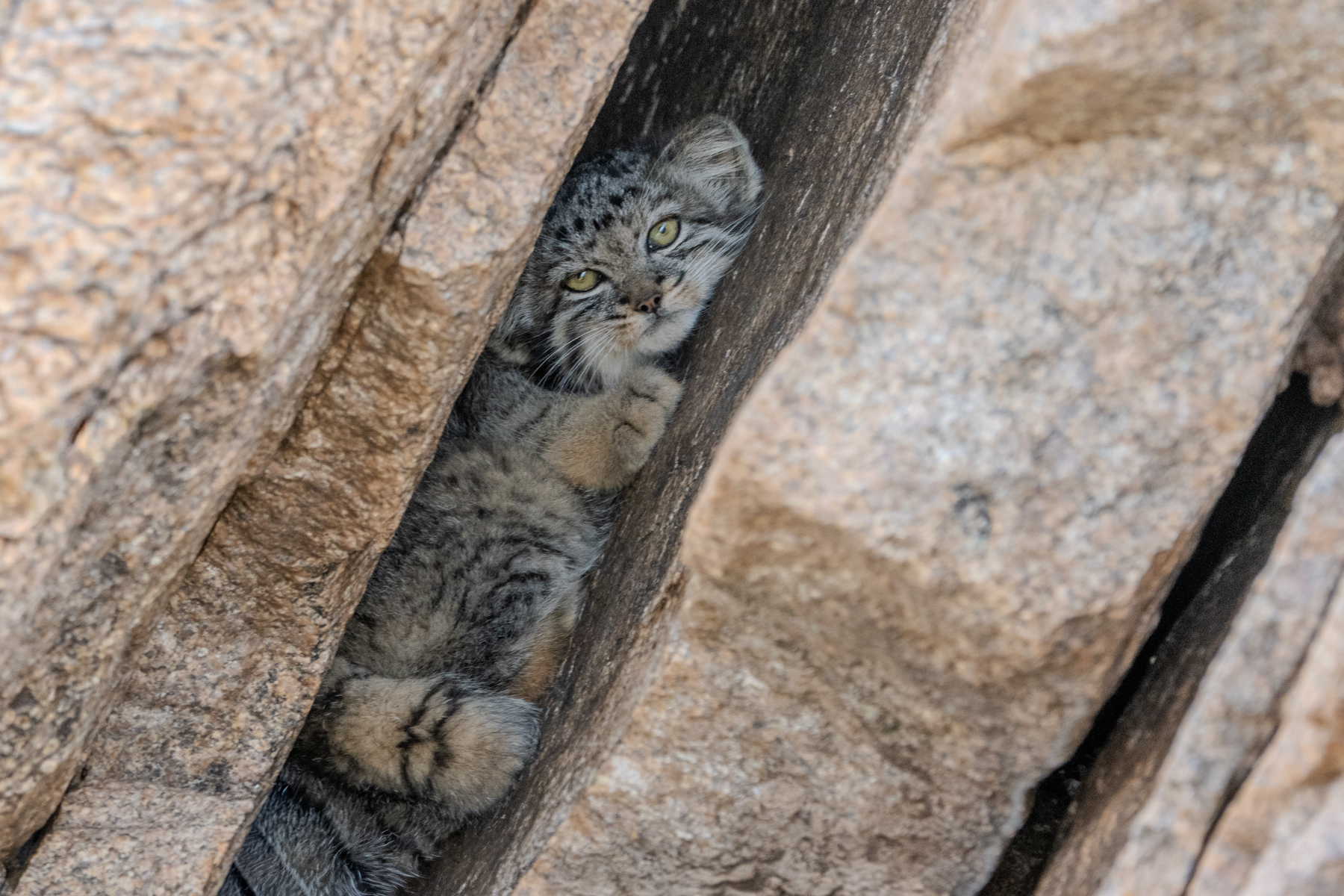 Pallas's Cat kittens in their den (image by Inger Vandyke)