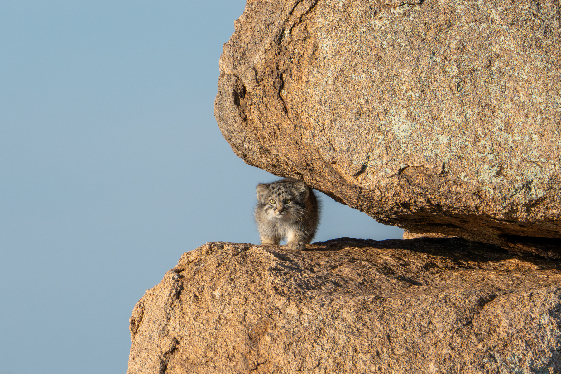 Tiny Pallas's Cat kitten in a rock crack (image by Inger Vandyke)