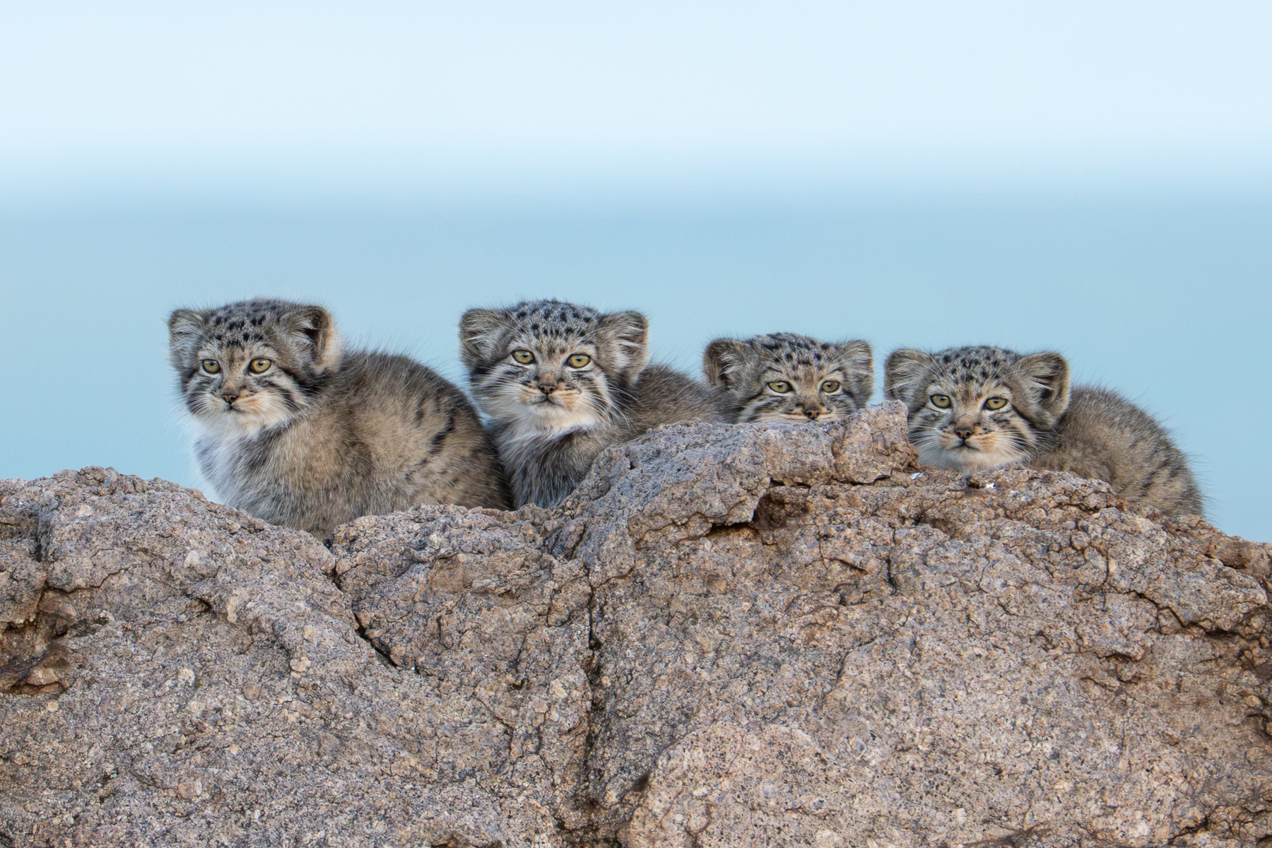 A line of little faces on a large granite boulder in the steppe (image by Inger Vandyke)