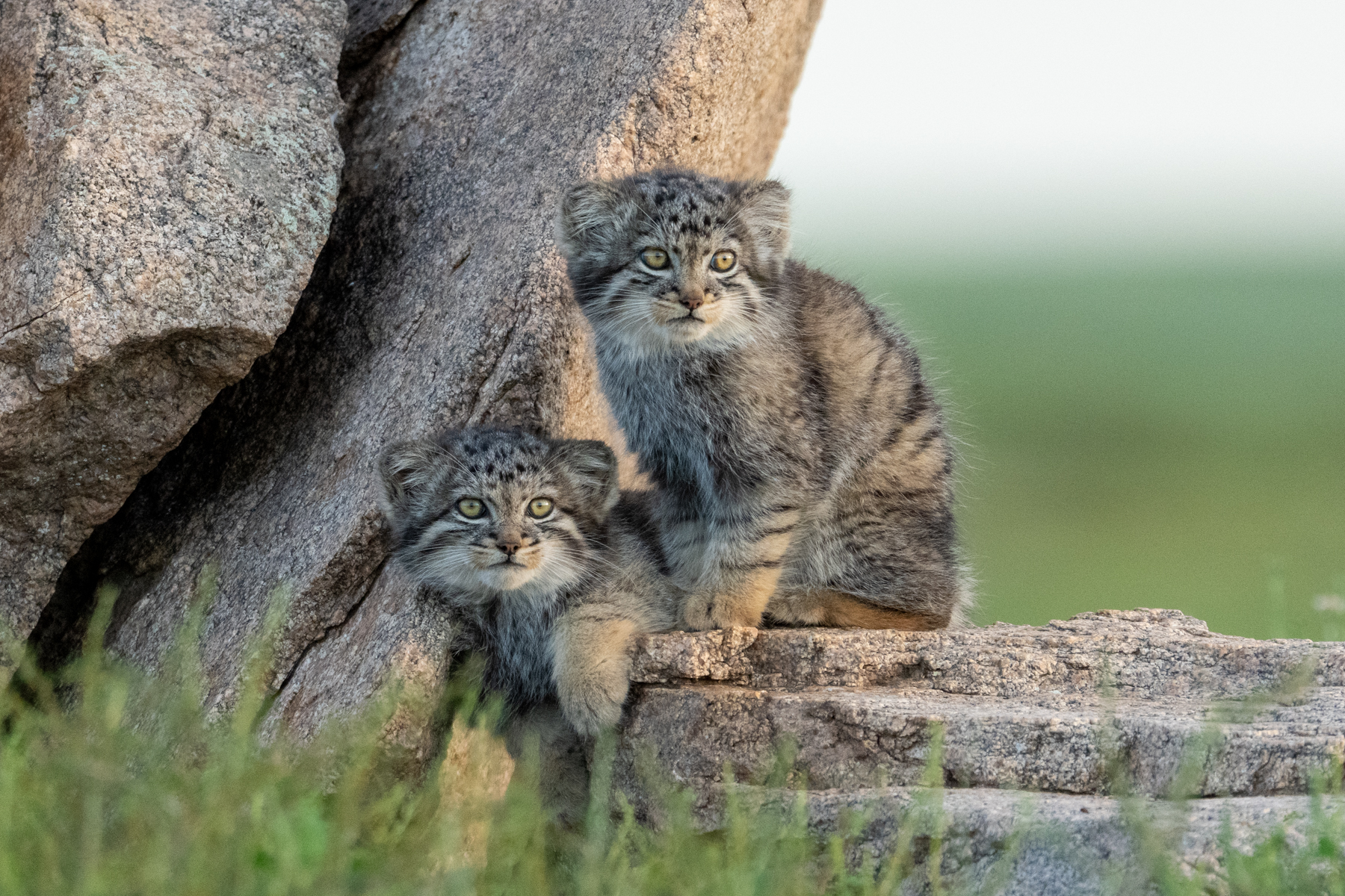 Sunset kittens (image by Inger Vandyke)