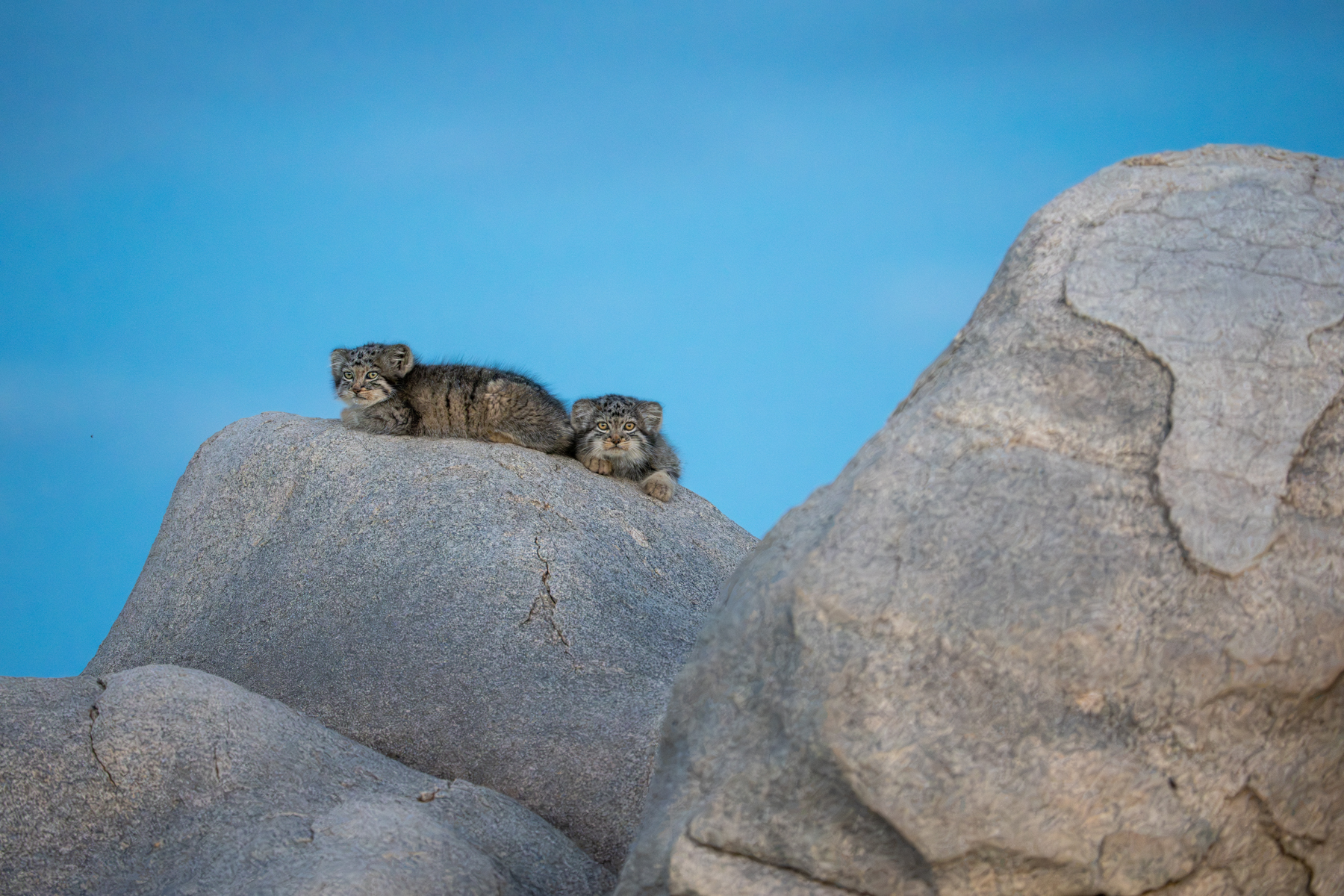 Pallas's Cat kittens in blue hour (image by Inger Vandyke)