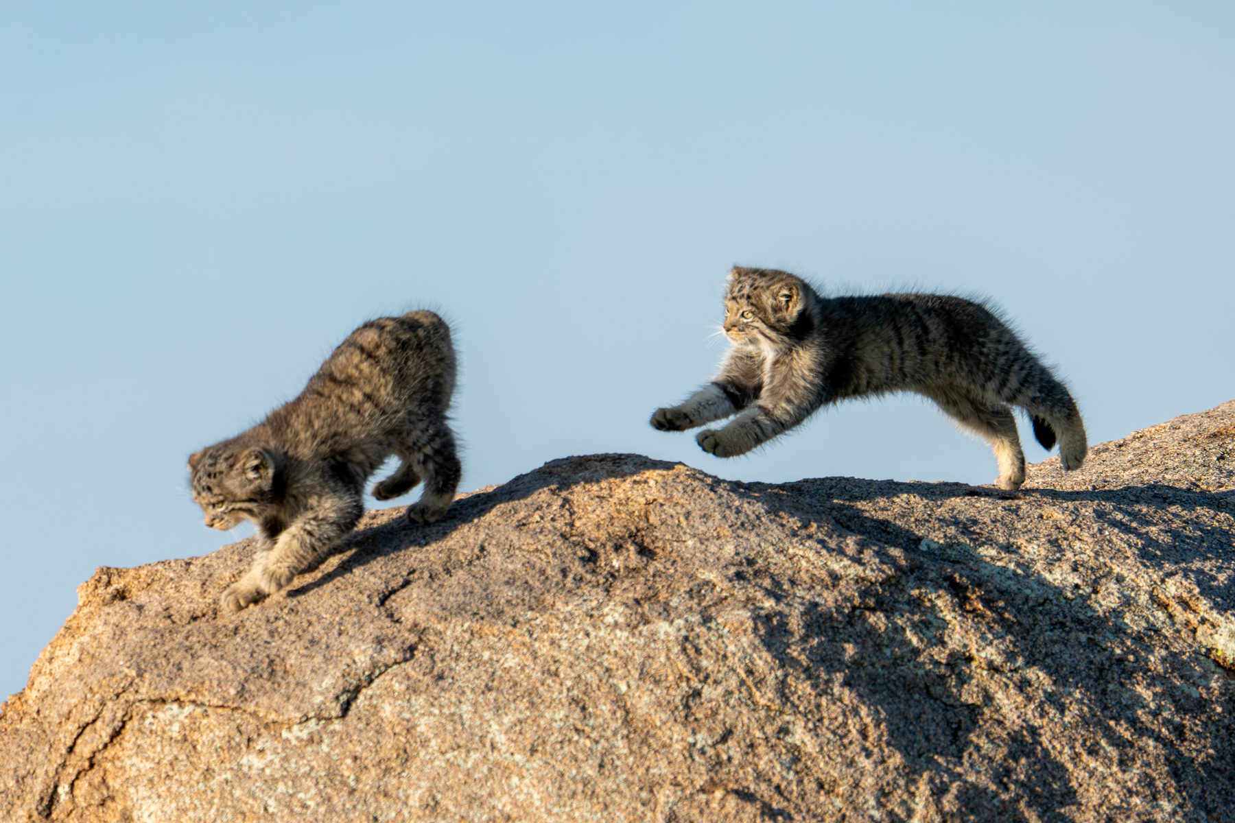 Catch me if you can (image by Inger Vandyke)