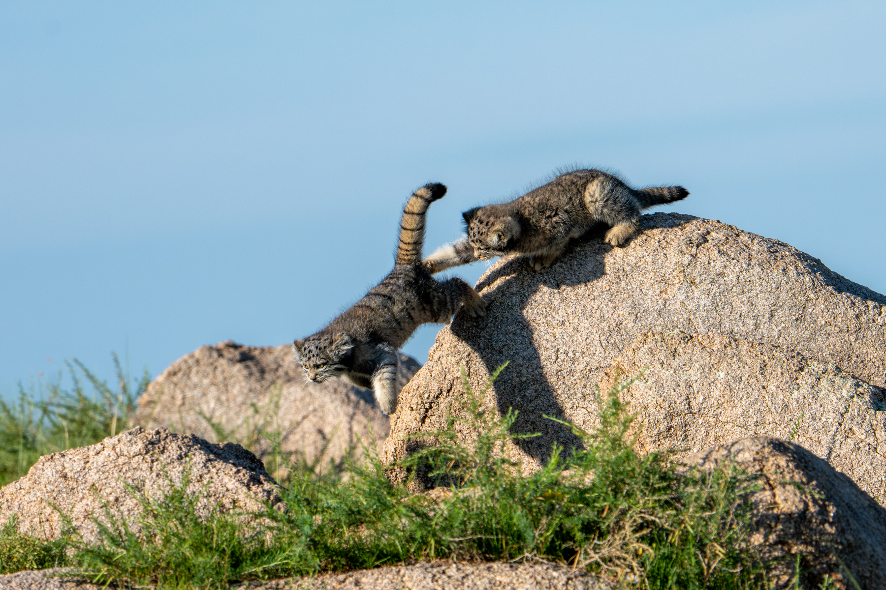 Pallas's Cat kittens playing chase on the ocks (image by Inger Vandyke)