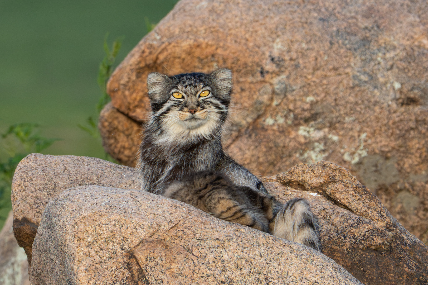 Pallas's Cat at sunset (image by Inger Vandyke)