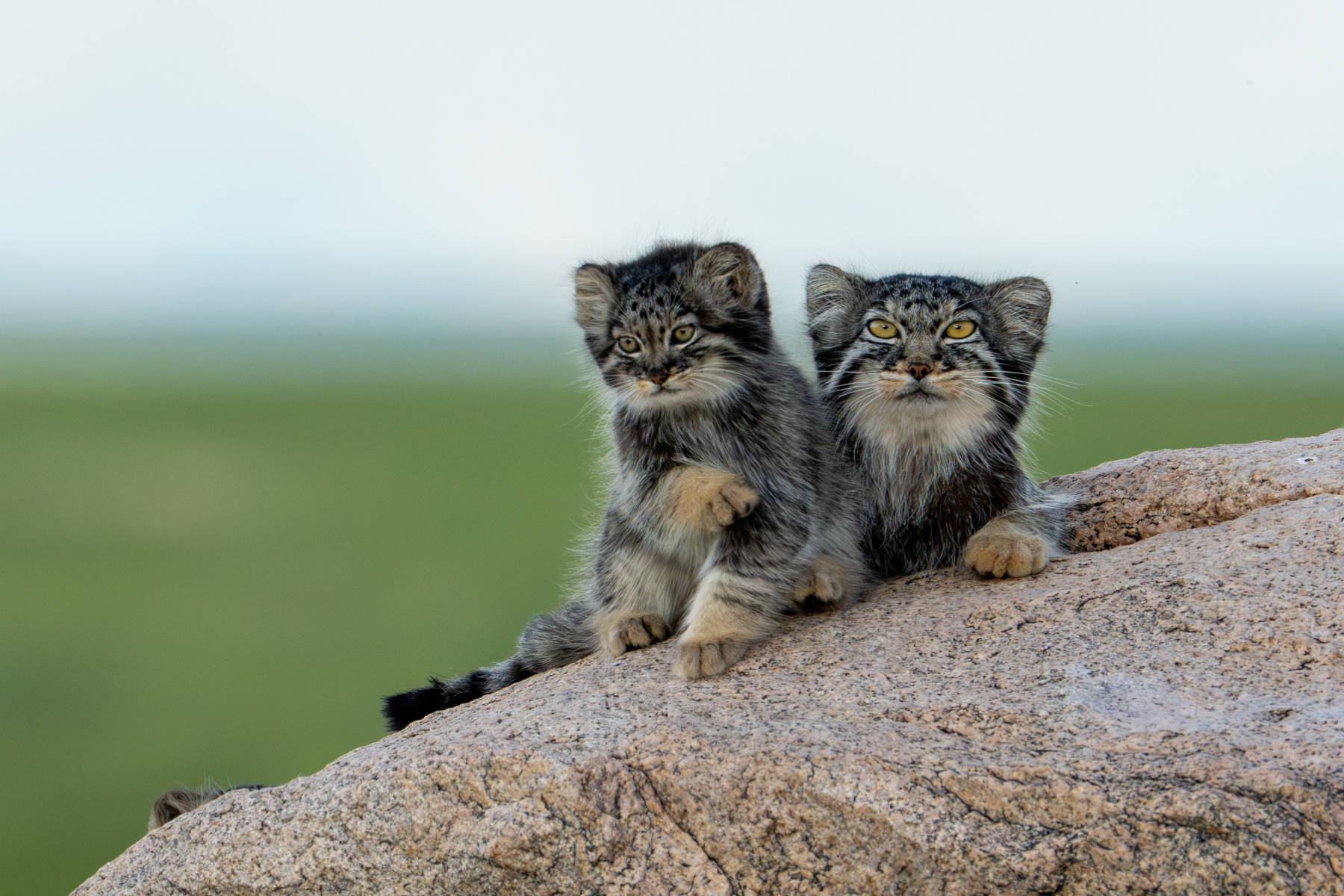 Pallas's Cat mother and kitten at sunset (image by Inger Vandyke)