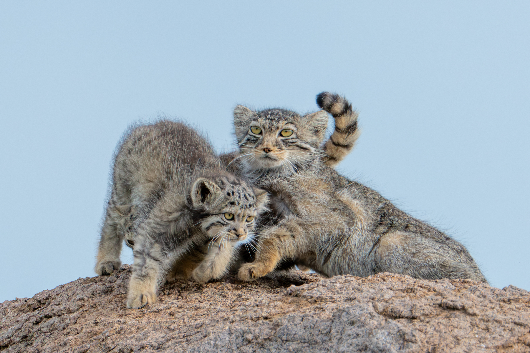 Pallas's Cat mother with her playful kitten wrapped around her (image by Inger Vandyke)