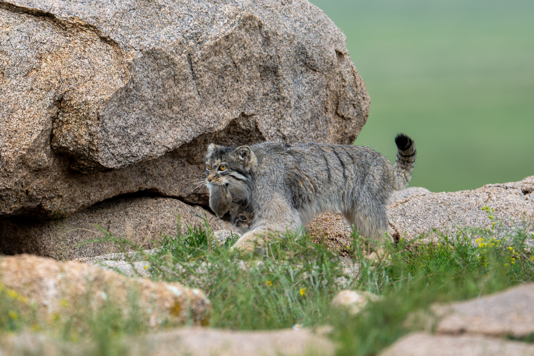 Pallas's Cat mother bringing breakfast to her playful kittens (image by Inger Vandyke)