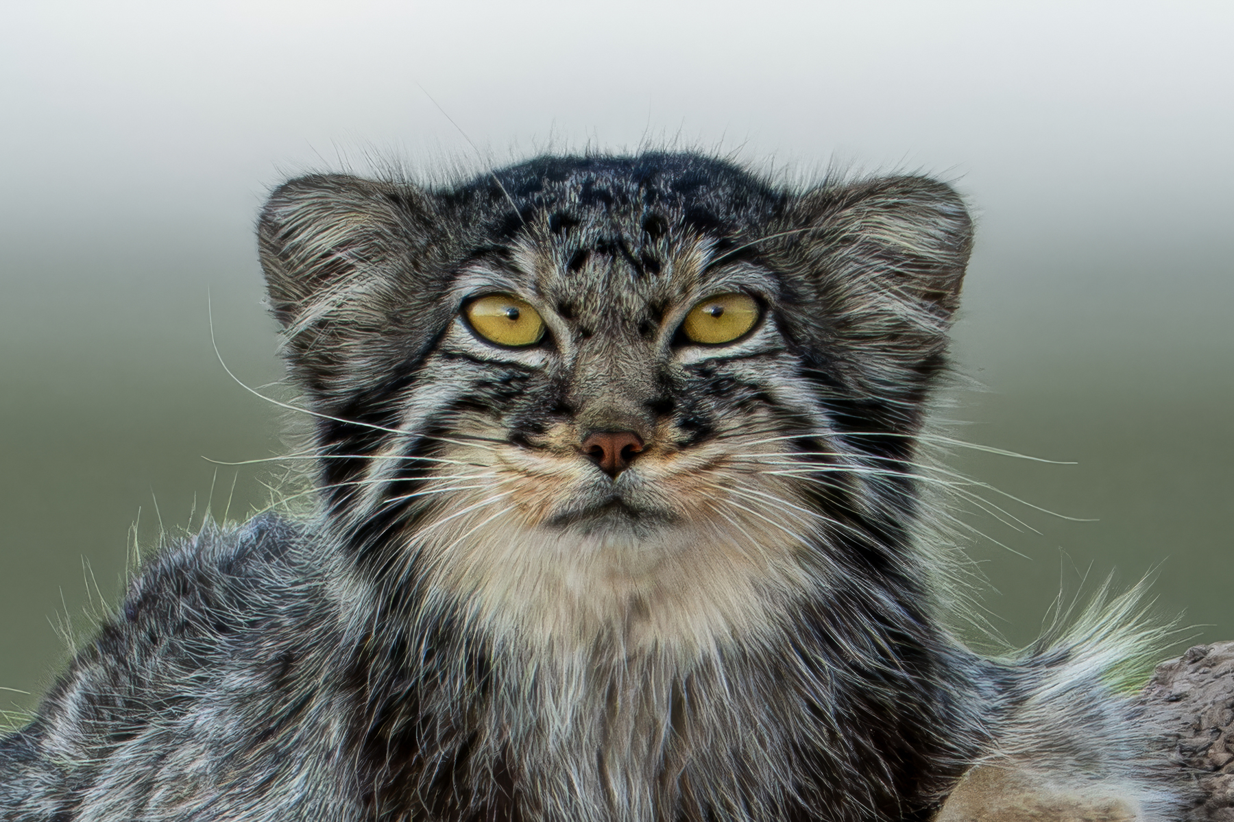 Beautiful Pallas's Cats are possibly one of the world's most charismatic grumpy cats (image by Inger Vandyke)