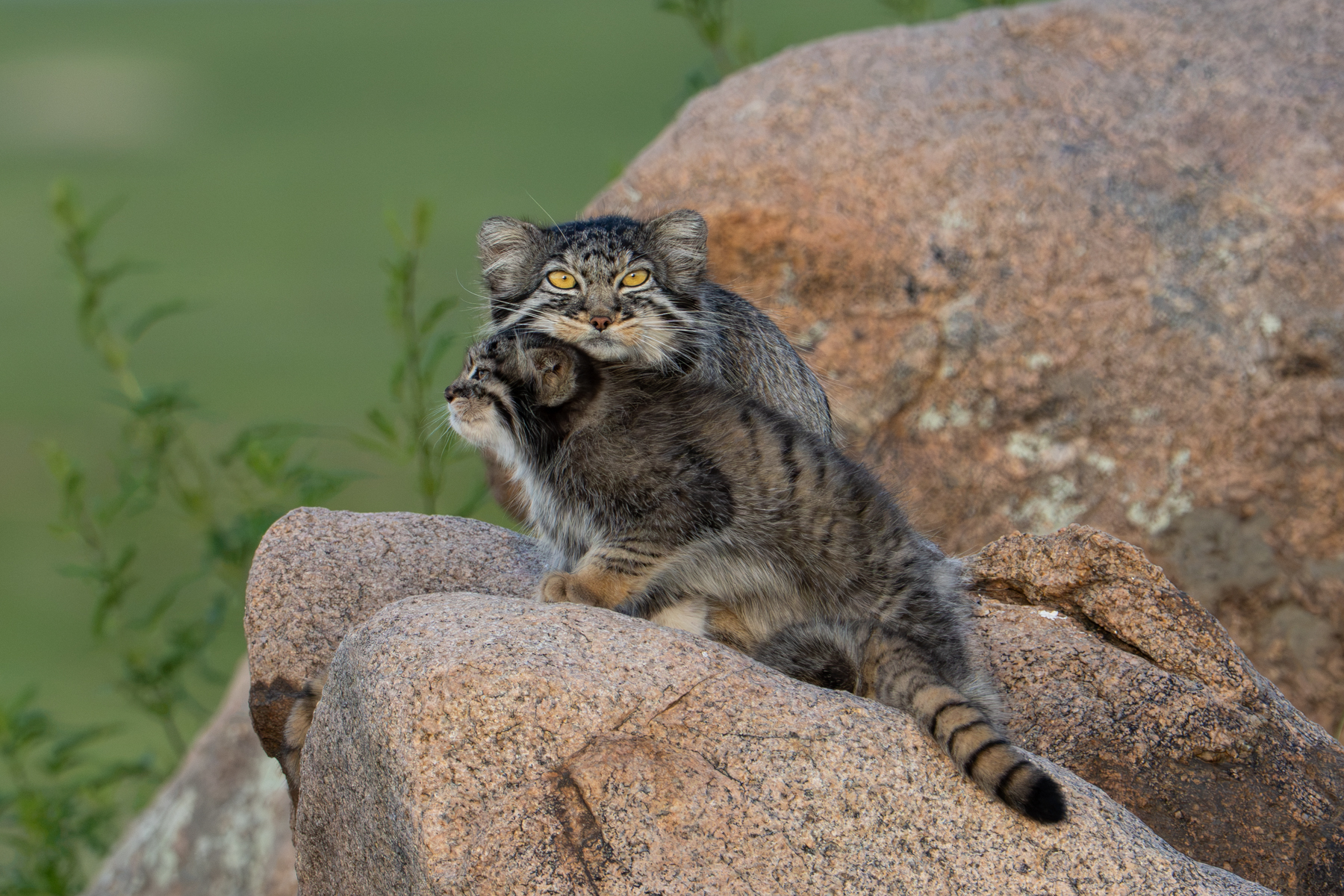 Pallas's Cat mother with her adoring kitten (image by Inger Vandyke)