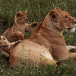 A Lion cub looks as if it's smiling broadly, just before it pounces on its mum. We watched these three cubs play for more than an hour after the sun rose in Tanzania's Ngorongoro Crater (image by Virginia Wilde)