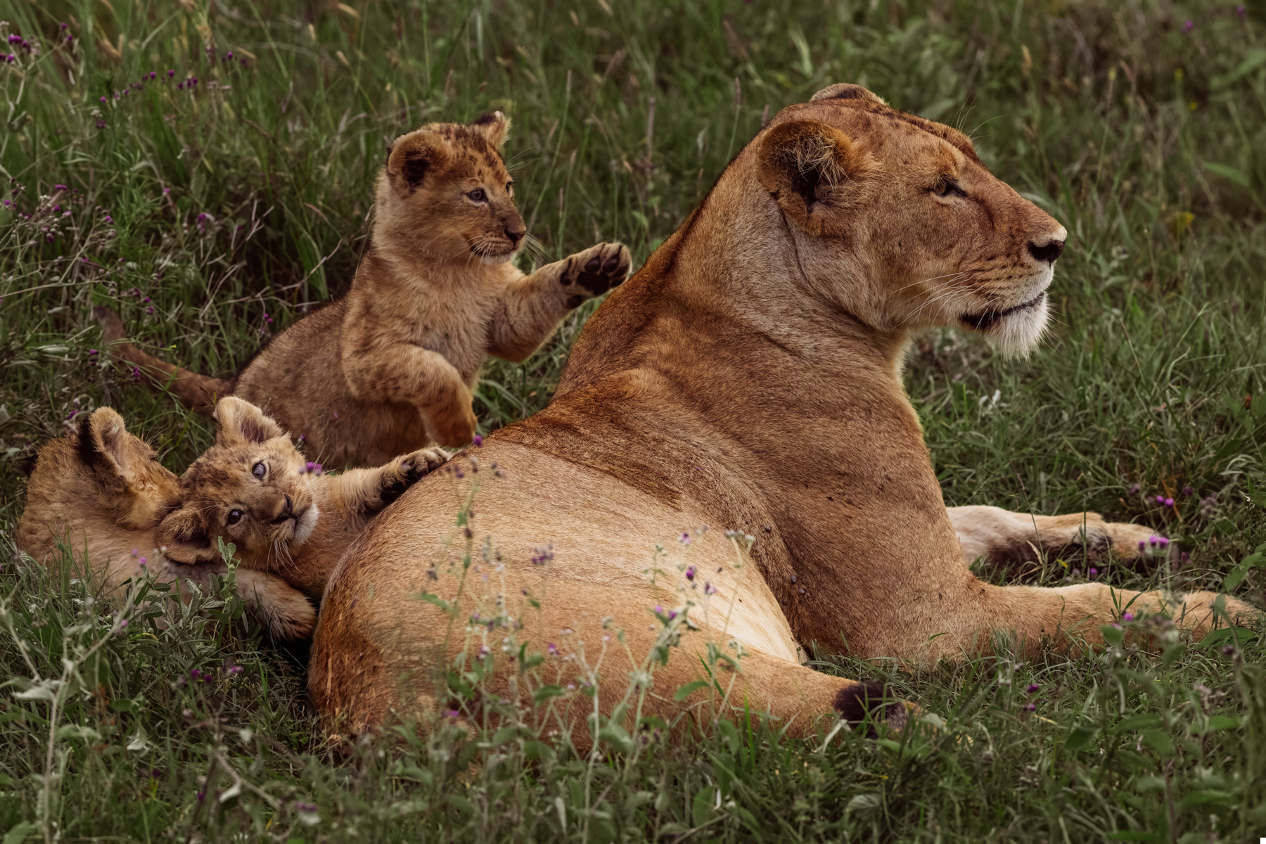 A Lion cub looks as if it's smiling broadly, just before it pounces on its mum. We watched these three cubs play for more than an hour after the sun rose in Tanzania's Ngorongoro Crater (image by Virginia Wilde)