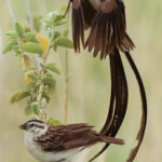 Evolution occasionally abandons restraint. The Pin-tailed Whydah's streaming tail is the result of generations of female choice. The male's tail can grow to several times the length of its body. It's spectacular to look at, but hardly an advantage unless you're trying to impress a mate (image by Virginia Wilde)