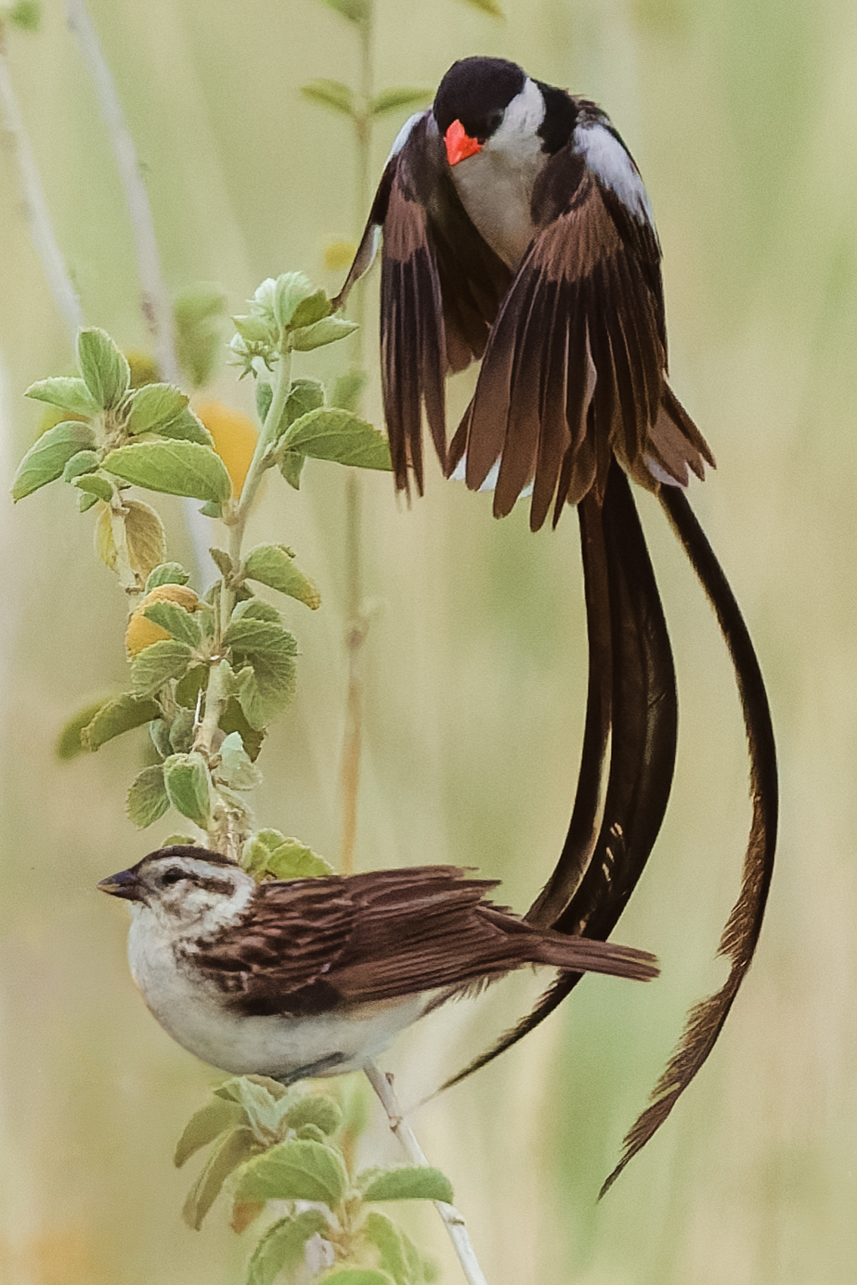 Evolution occasionally abandons restraint. The Pin-tailed Whydah's streaming tail is the result of generations of female choice. The male's tail can grow to several times the length of its body. It's spectacular to look at, but hardly an advantage unless you're trying to impress a mate (image by Virginia Wilde)