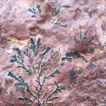 Plant fossils in Tadrart (image by Inger Vandyke)