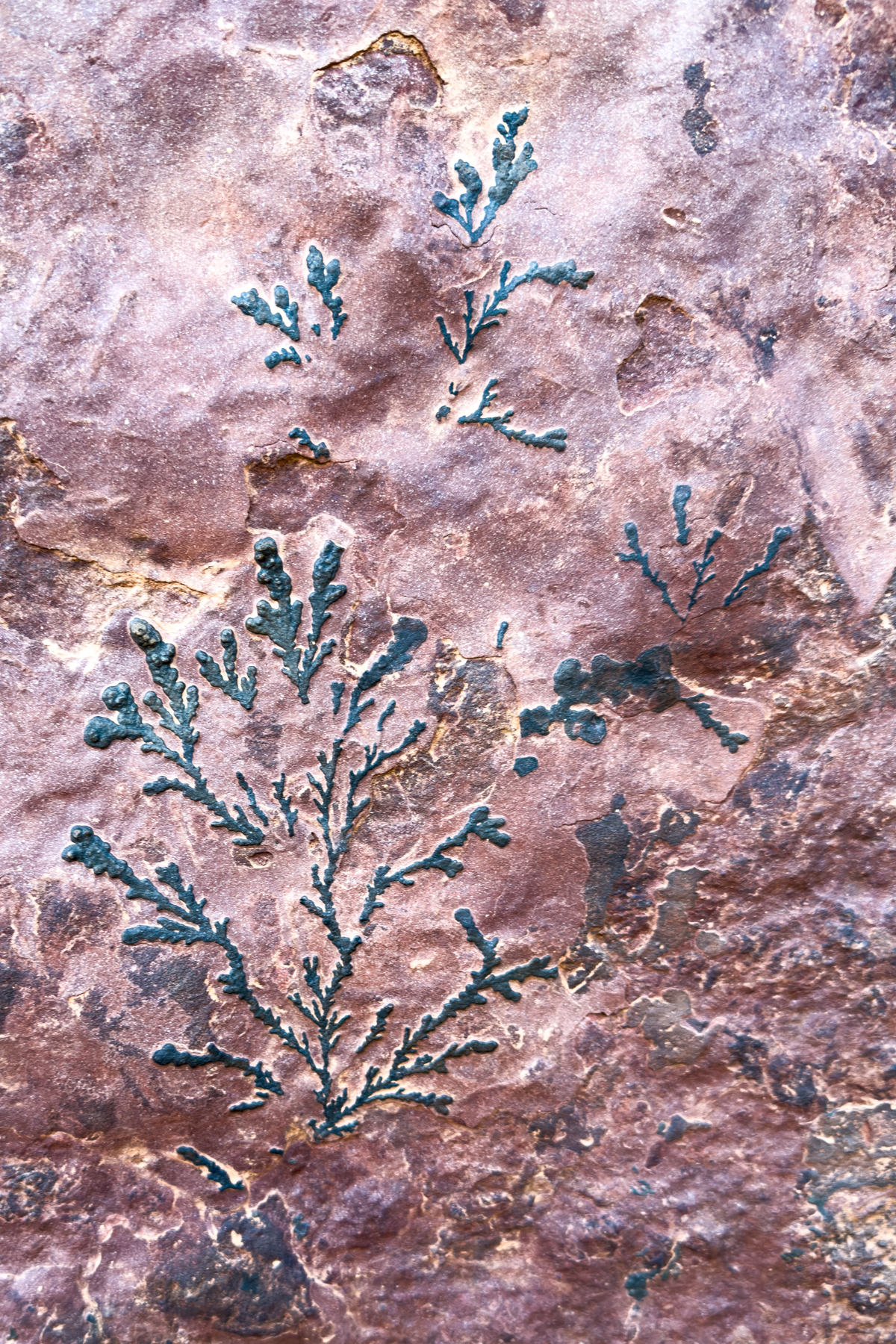 Plant fossils in Tadrart (image by Inger Vandyke)