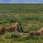 'Last one back to the den, loses!' Even the world's fastest land mammal has to start somewhere. By joining in on the chase, a Cheetah mum helps her cub develop the speed and agility needed to catch prey (image by Virginia Wilde)