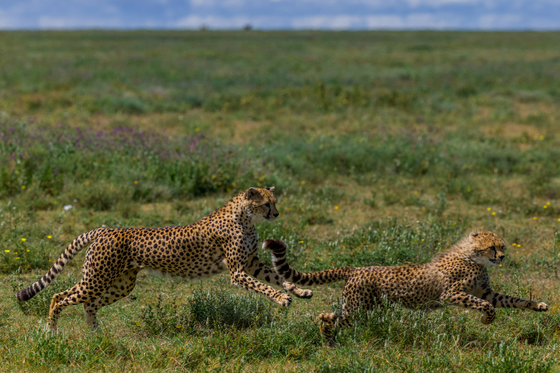 'Last one back to the den, loses!' Even the world's fastest land mammal has to start somewhere. By joining in on the chase, a Cheetah mum helps her cub develop the speed and agility needed to catch prey (image by Virginia Wilde)