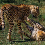 For a Cheetah cub, every passing leg is an invitation to play - and every patient mother knows it (image by Virginia Wilde)