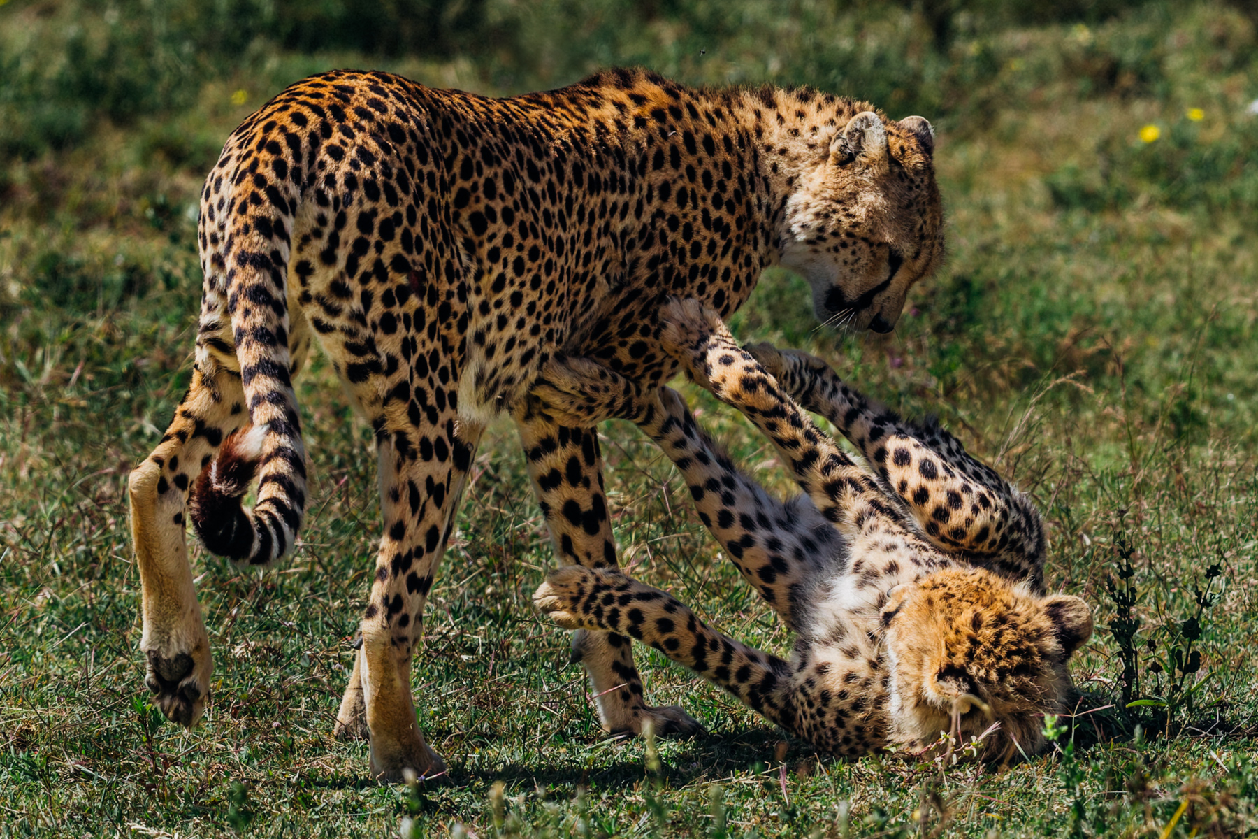 For a Cheetah cub, every passing leg is an invitation to play - and every patient mother knows it (image by Virginia Wilde)